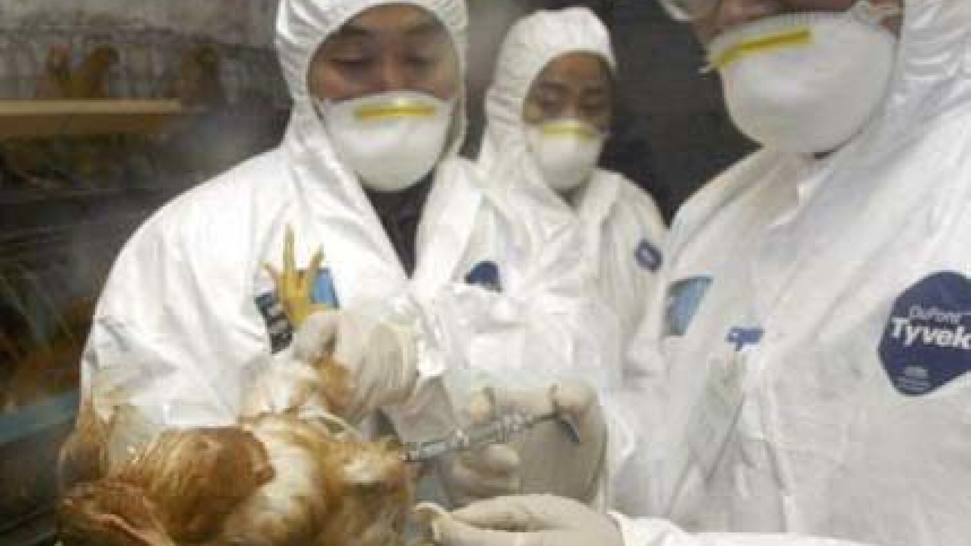 Virusul gripei aviare s-a intors in Europa