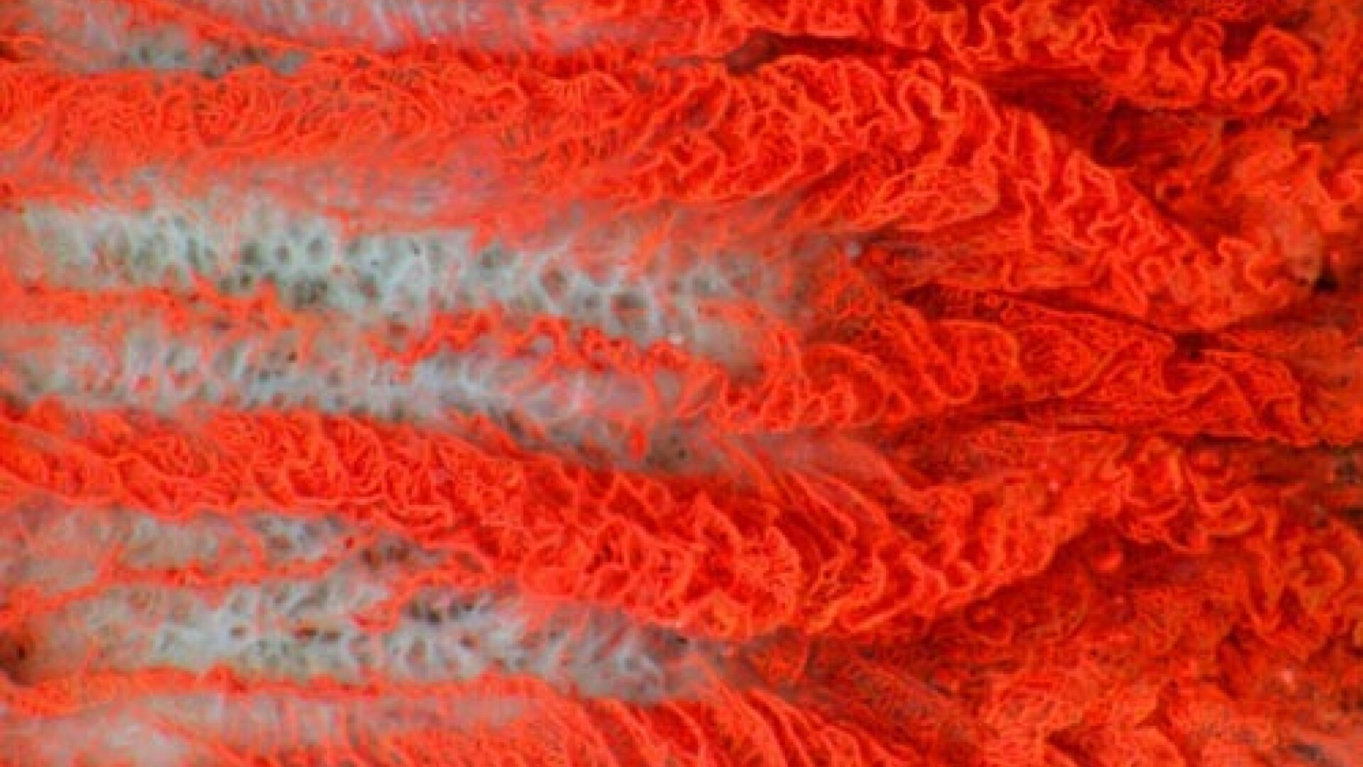 Vase capilare in ochiul unui taur - Wellcome Images