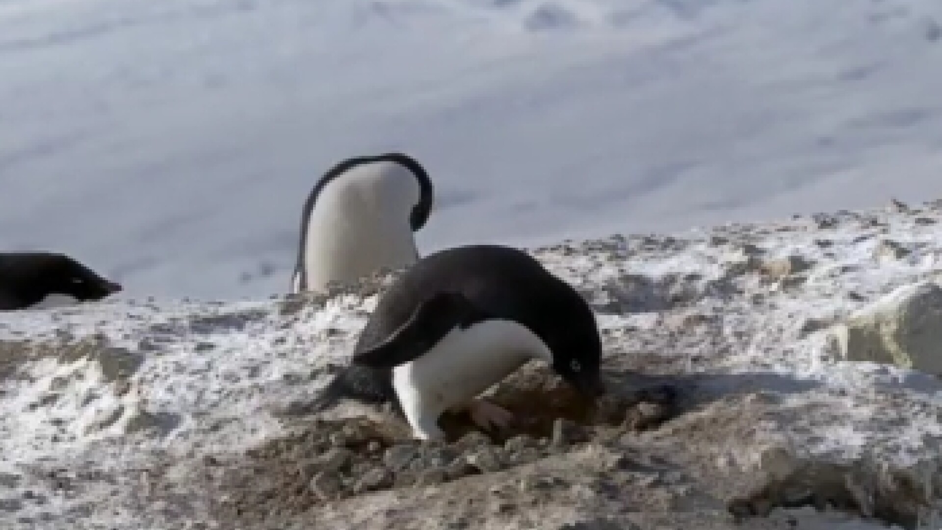 Pinguin furacios
