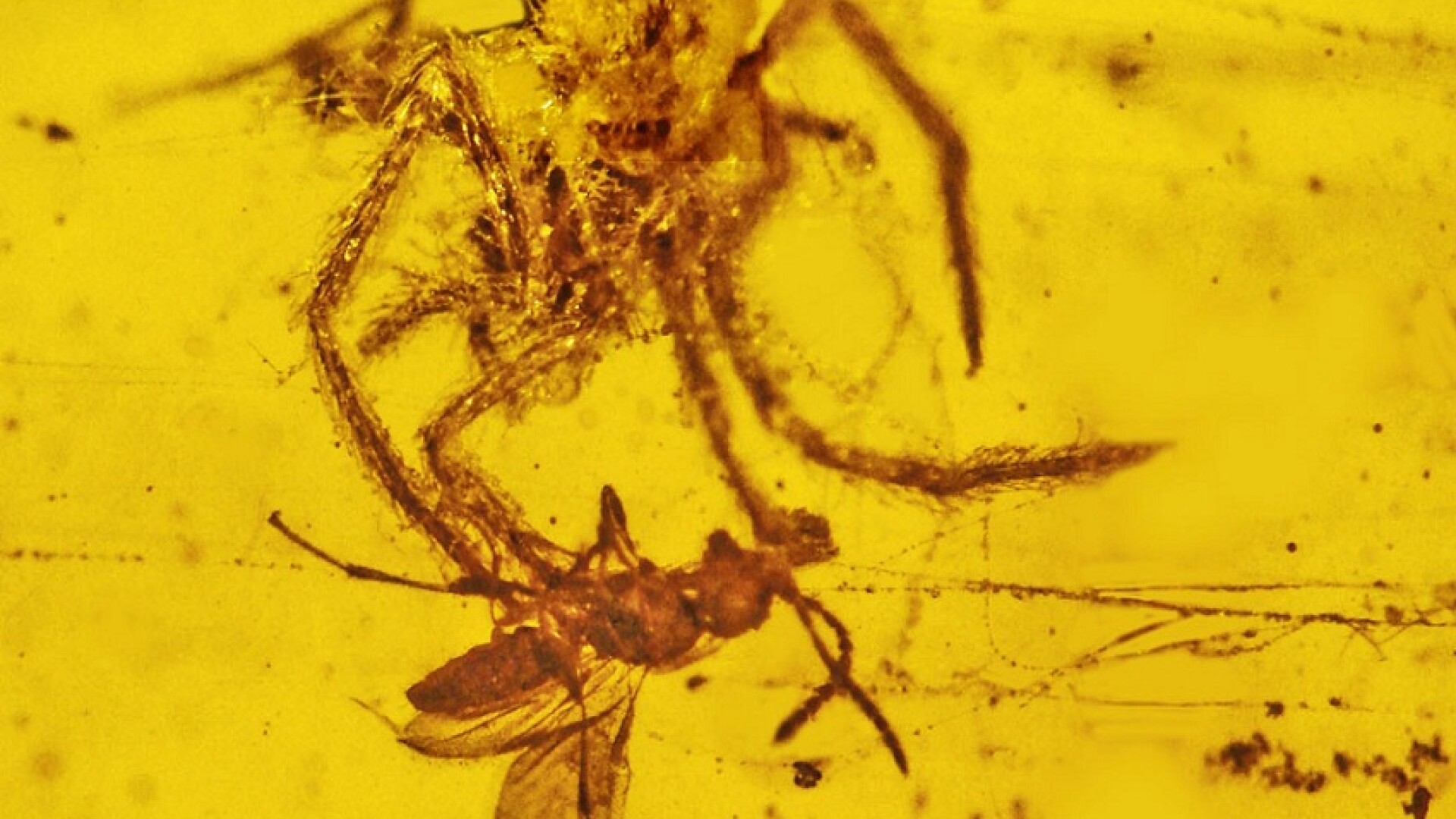 paianjen si viespe in rasina fosilizata, chihlimbar