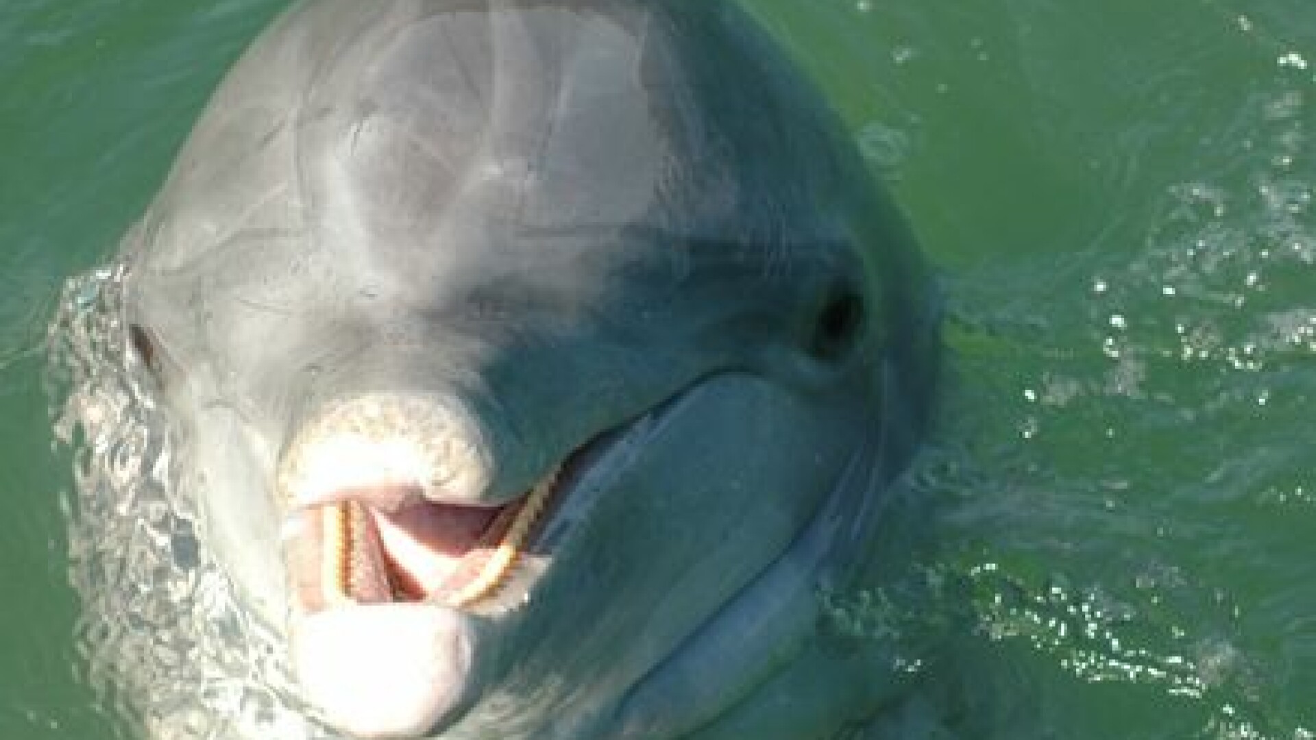 Delfinul cersetor