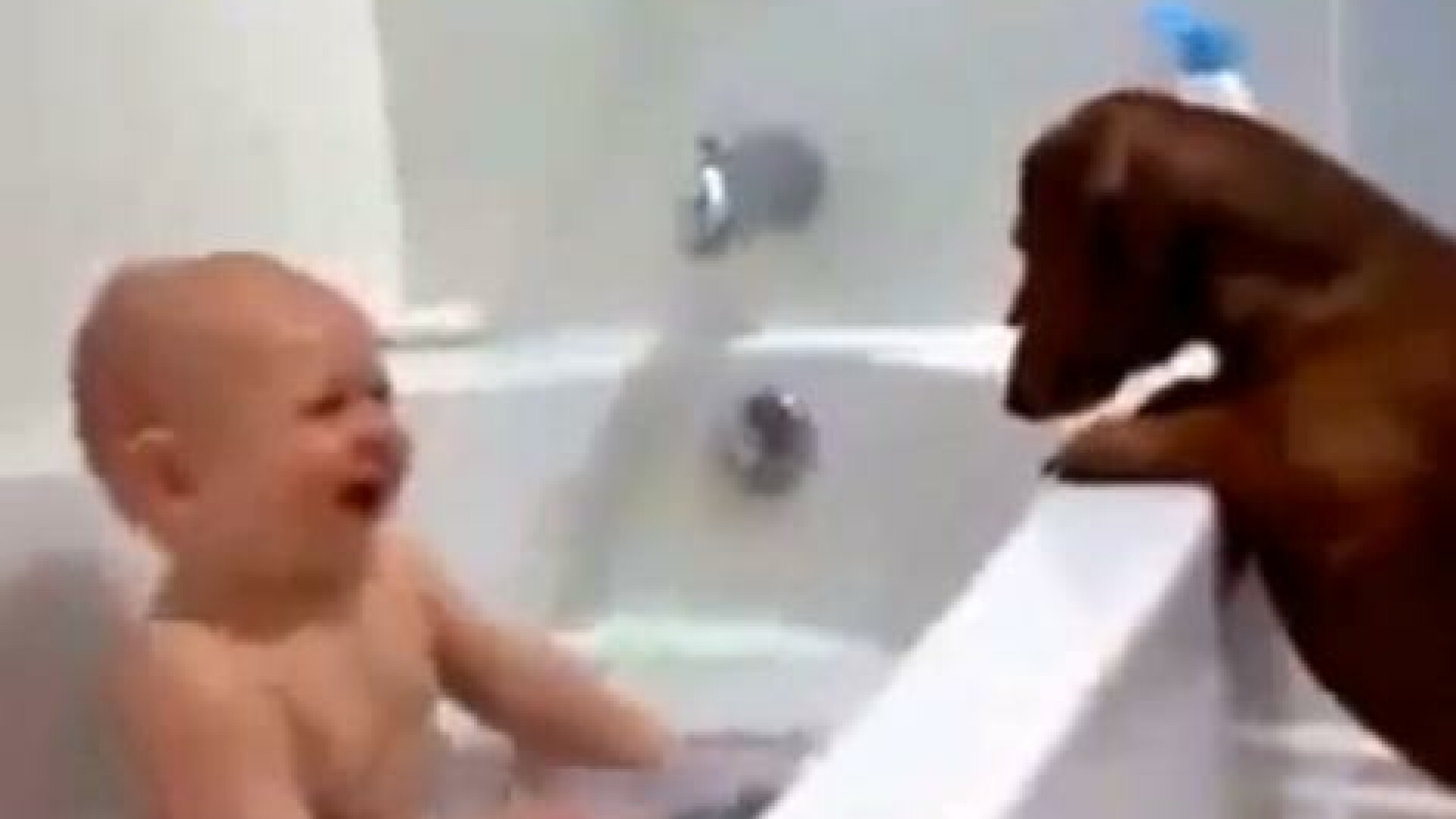 bebelus se joaca la baie cu un catel