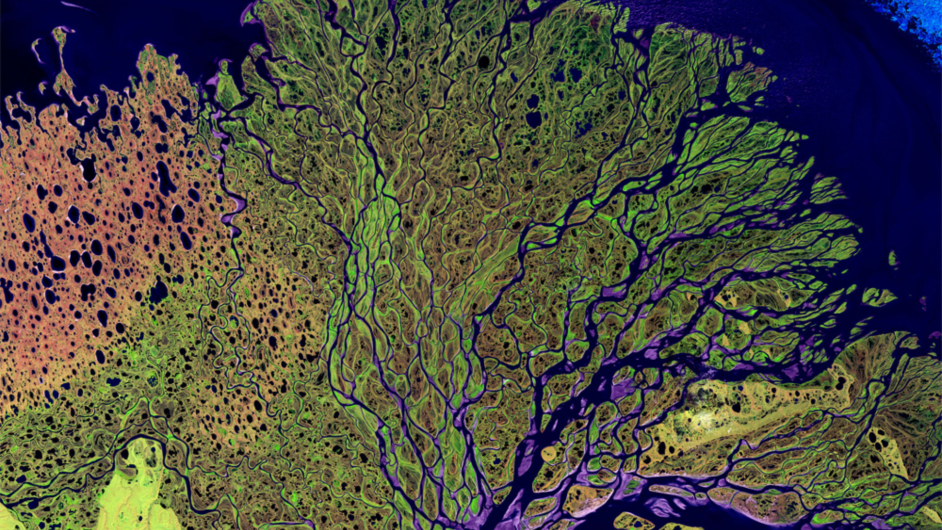 delta fluviului Lena vazuta din satelit