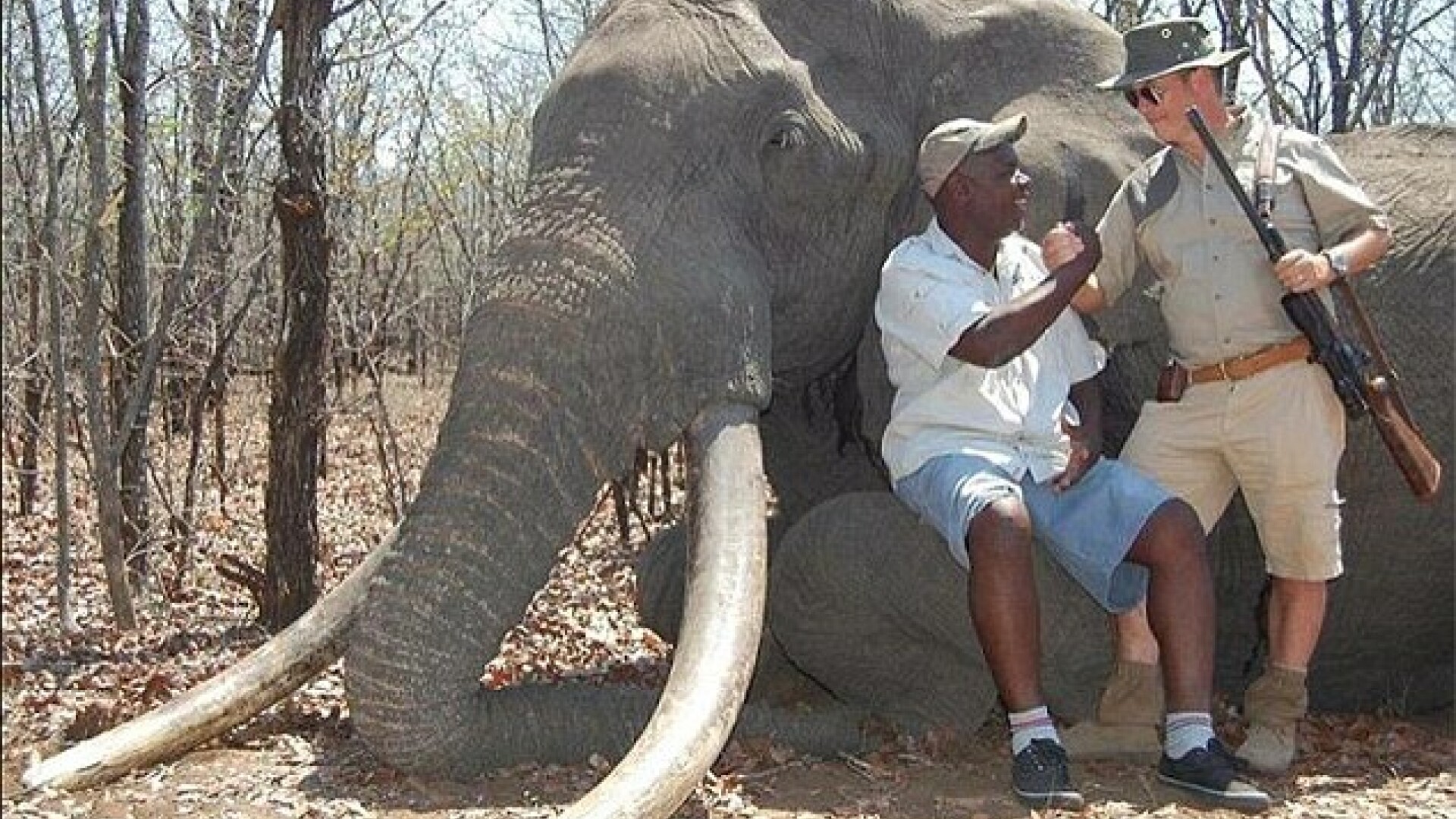 elefant Zimbabwe