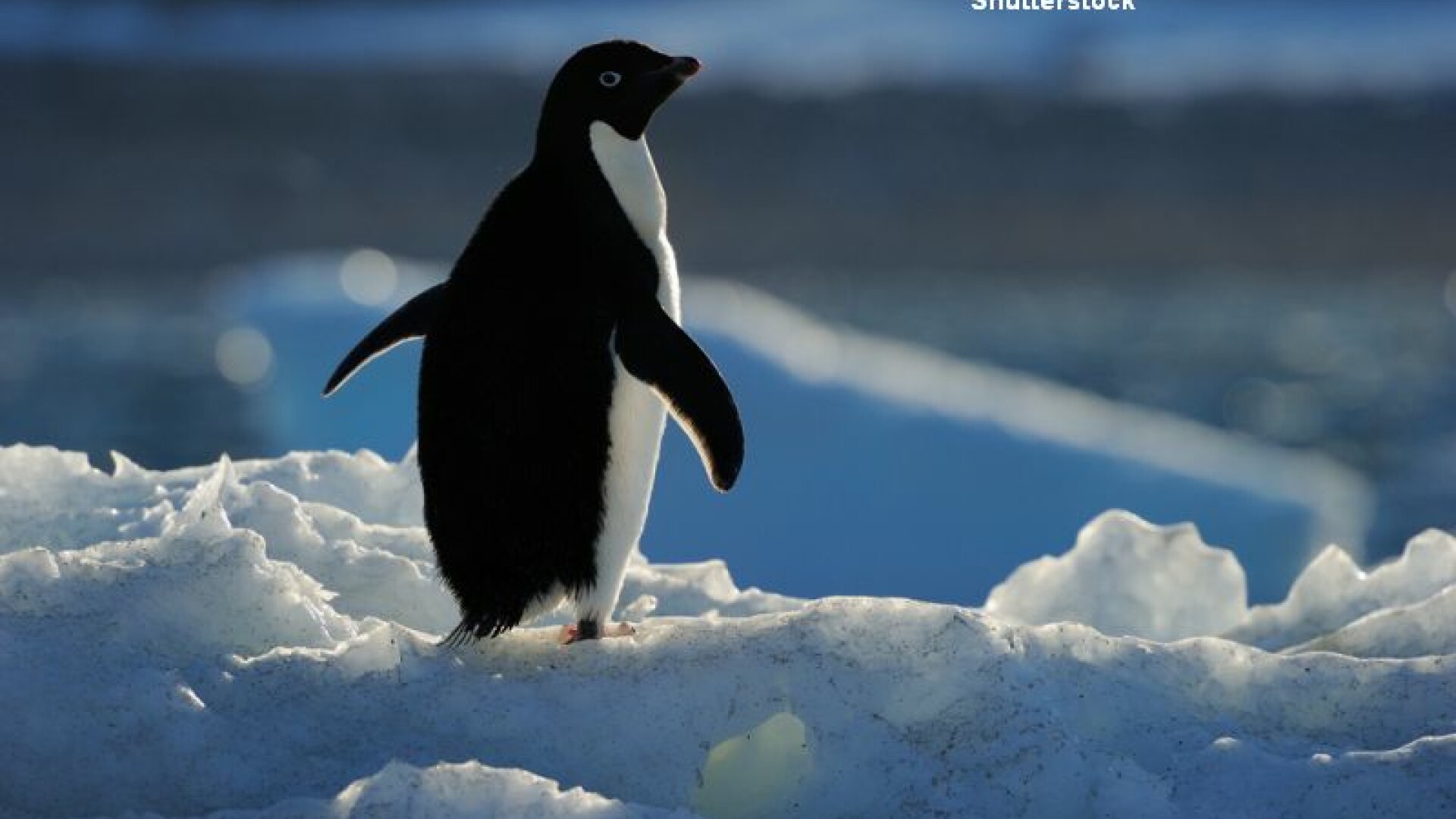 Pinguin, Marea Ross
