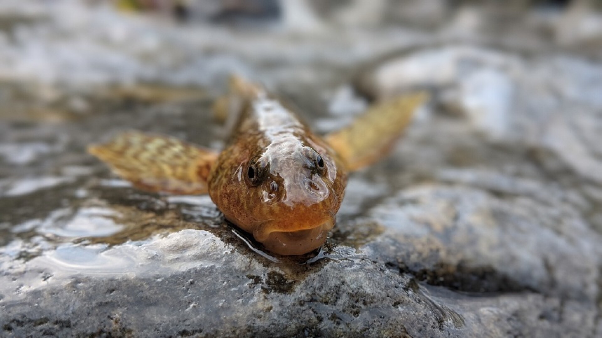 aspretele, pestele fosila vie