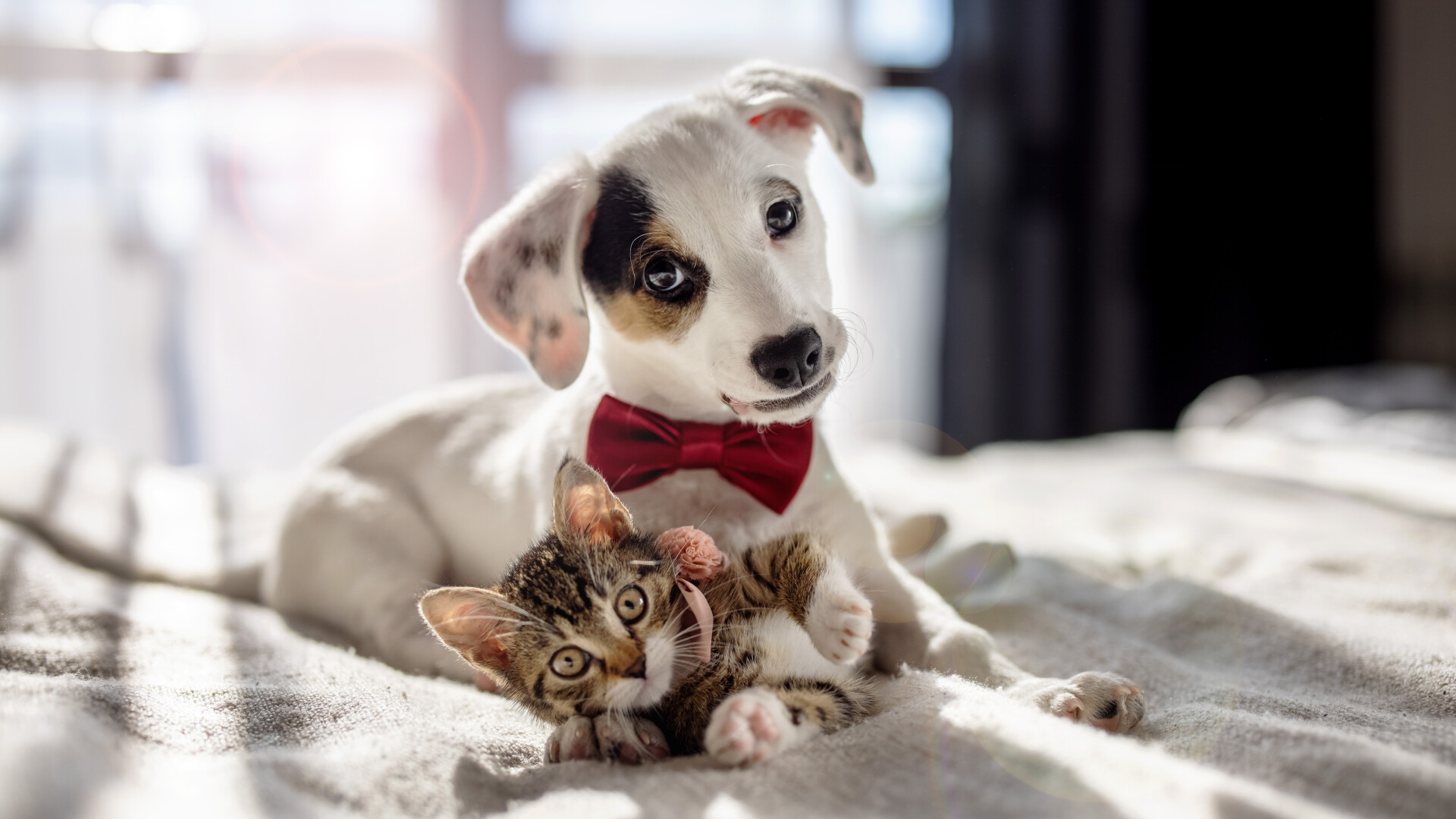 Câinele și pisica, aliați ai sistemului imunitar: Ce spun imunologii despre animalele de companie și sănătatea copiilor