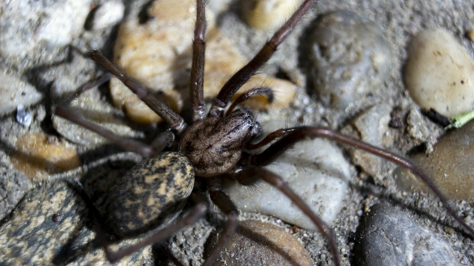Păianjenul de casă gigant