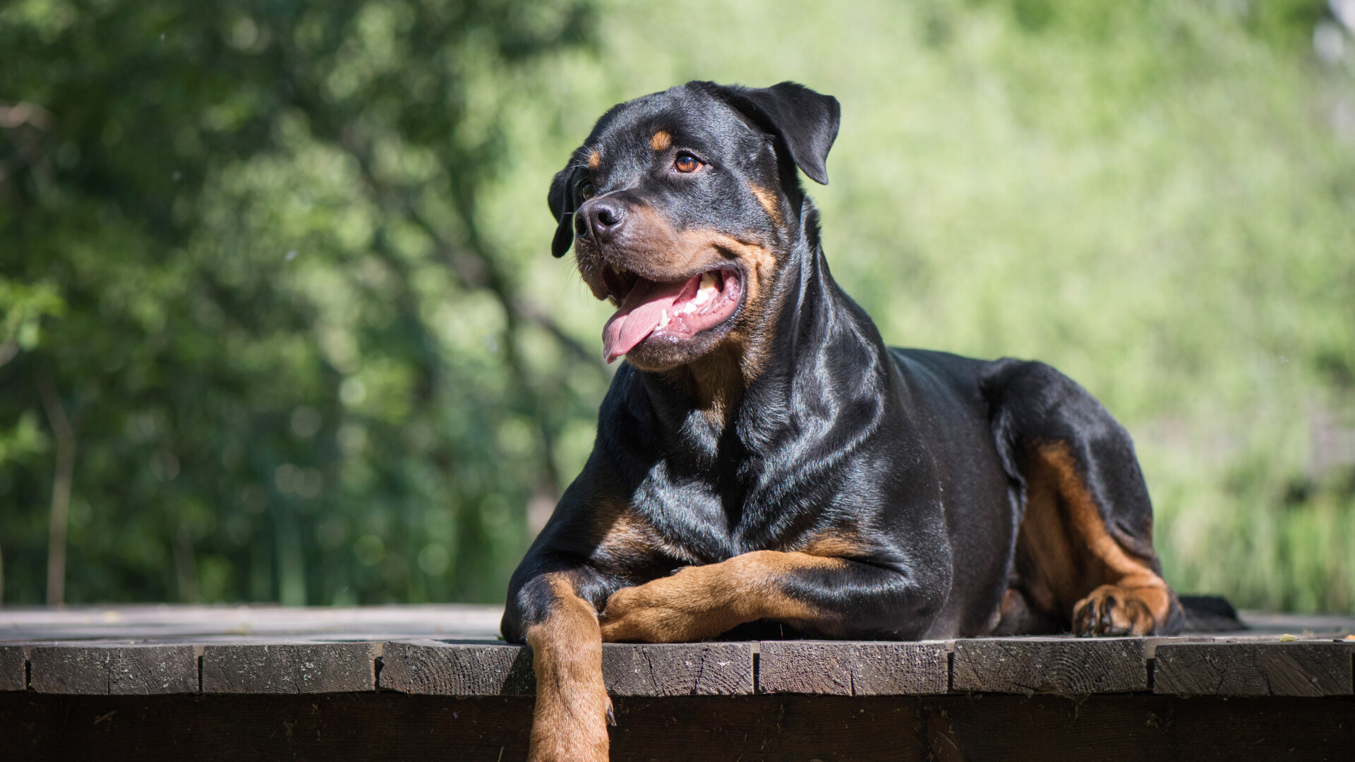 Rottweiler