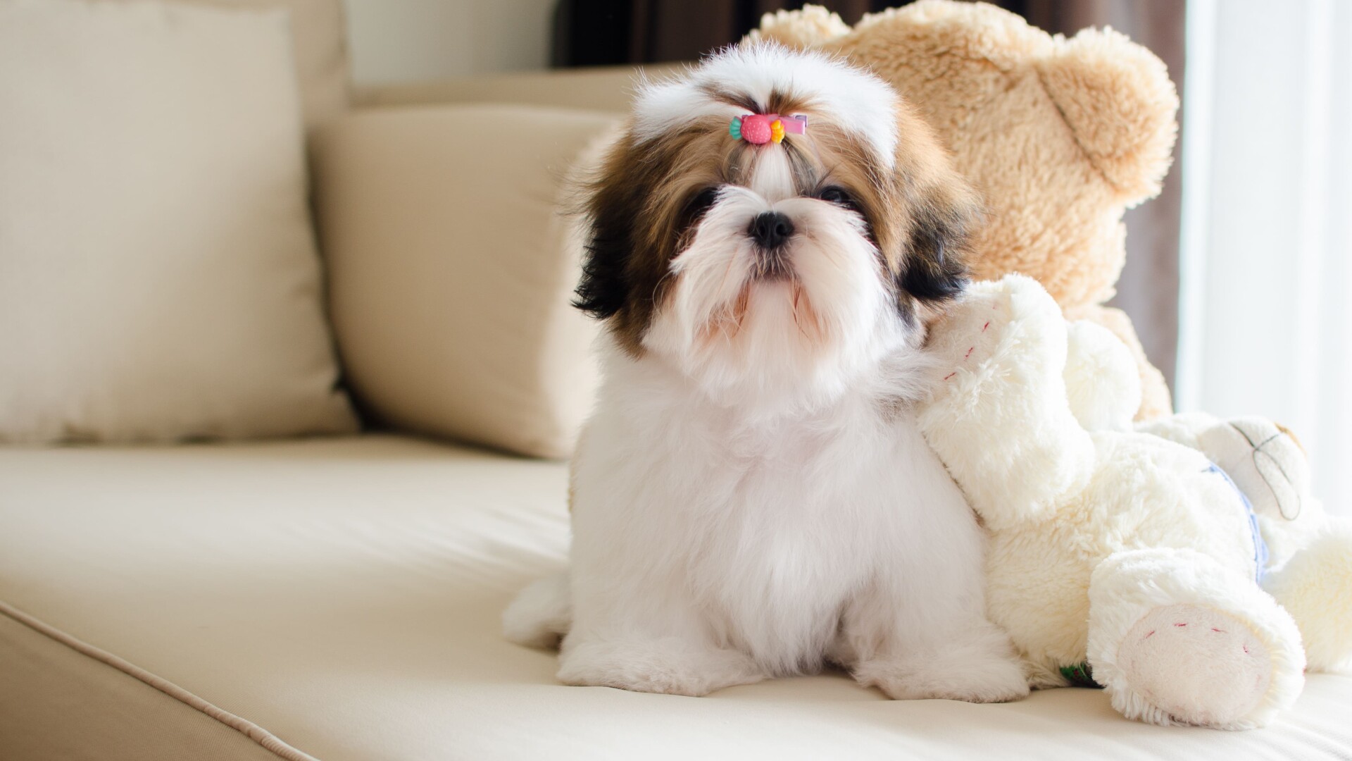 shih tzu