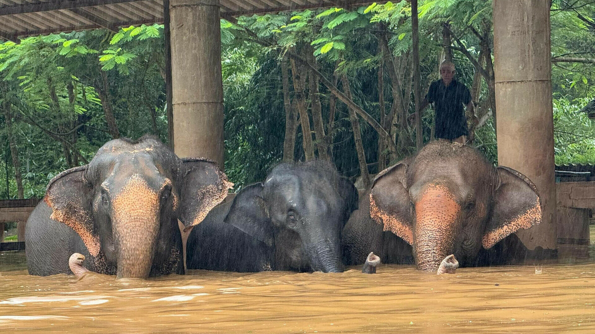 elefanti inundatii thailanda