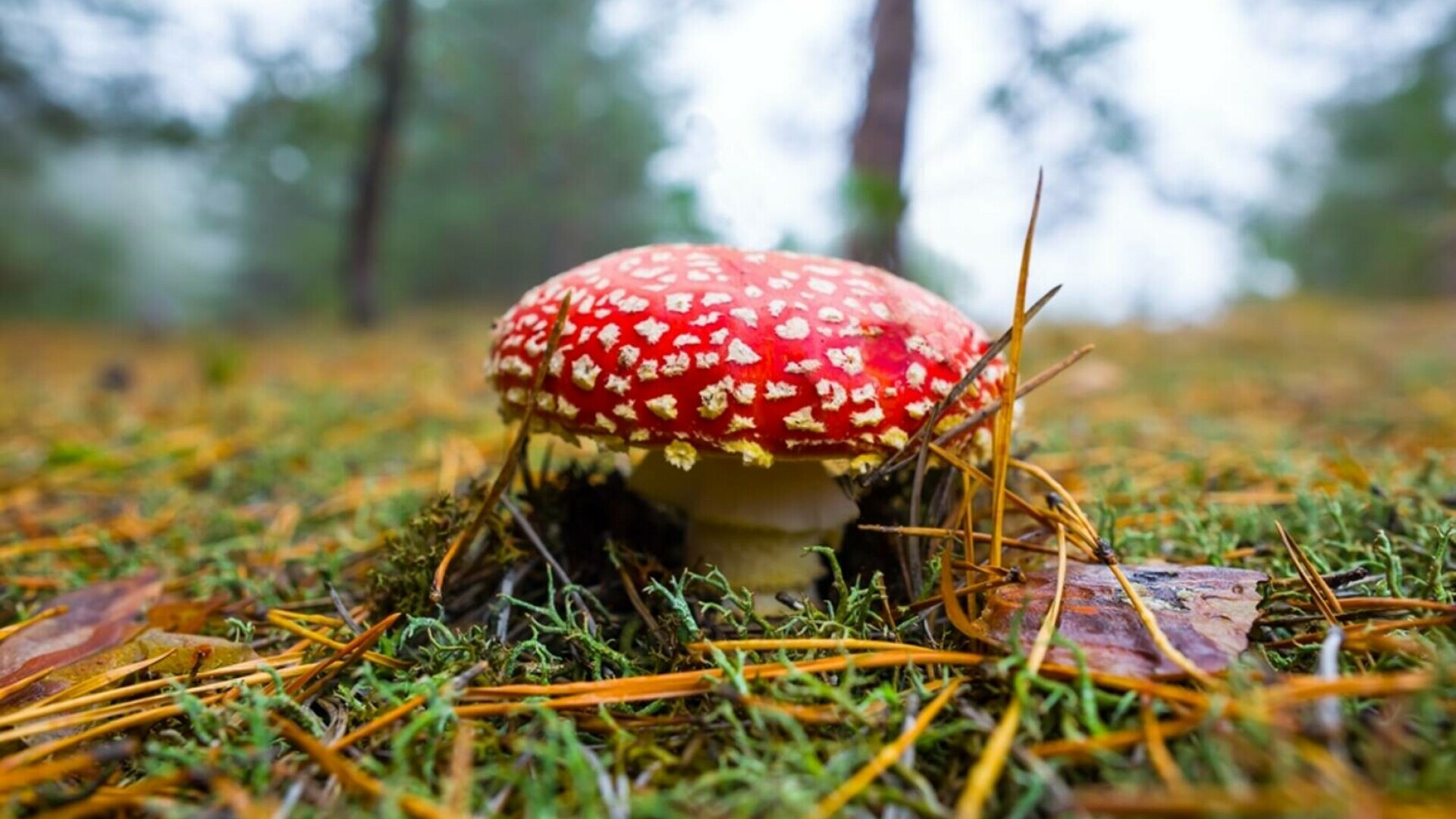 Amanita Muscaria