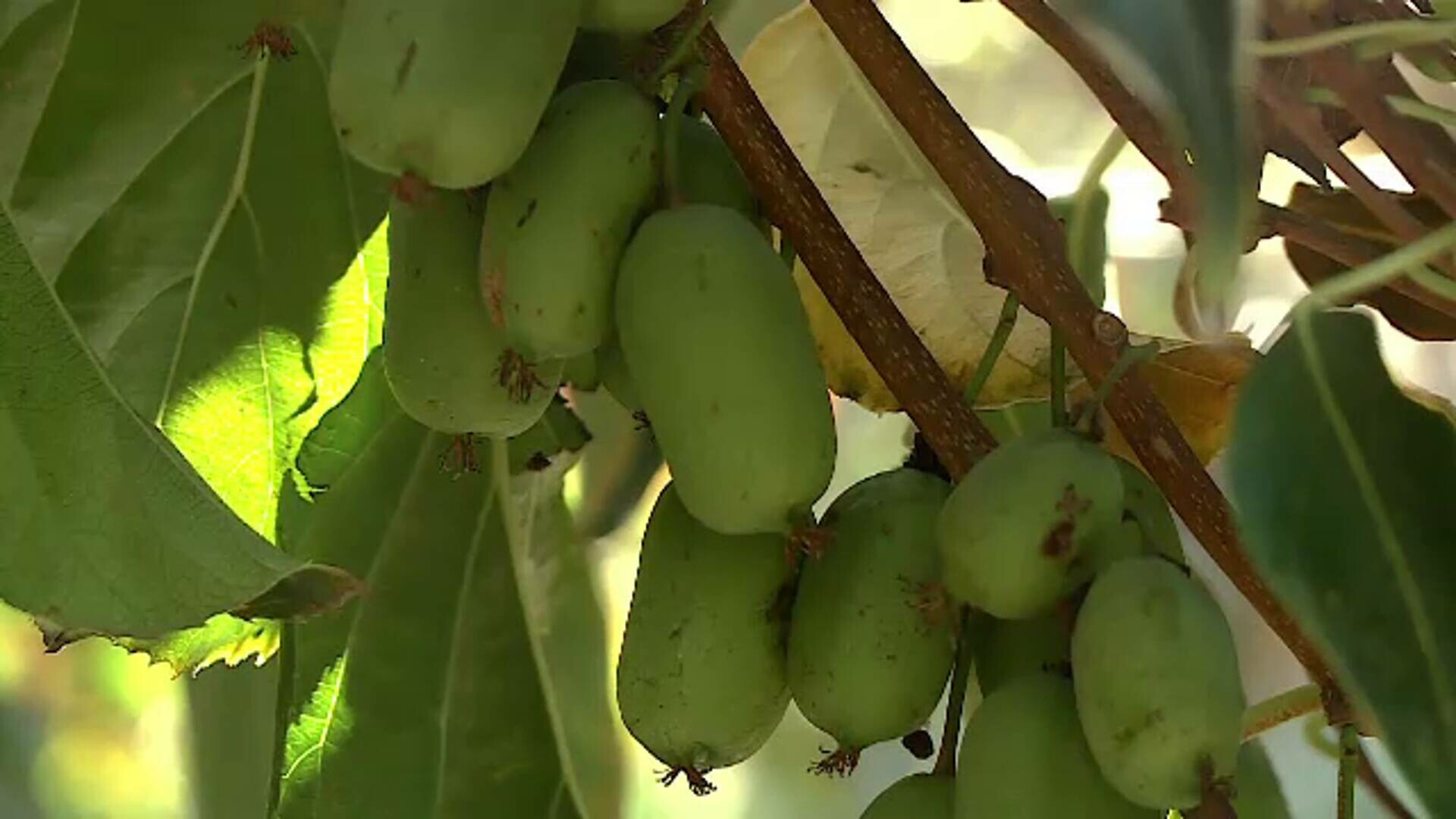 Fructele din natură, aliați ai imunității. De ce este bine să mâncăm corcodușe primăvara