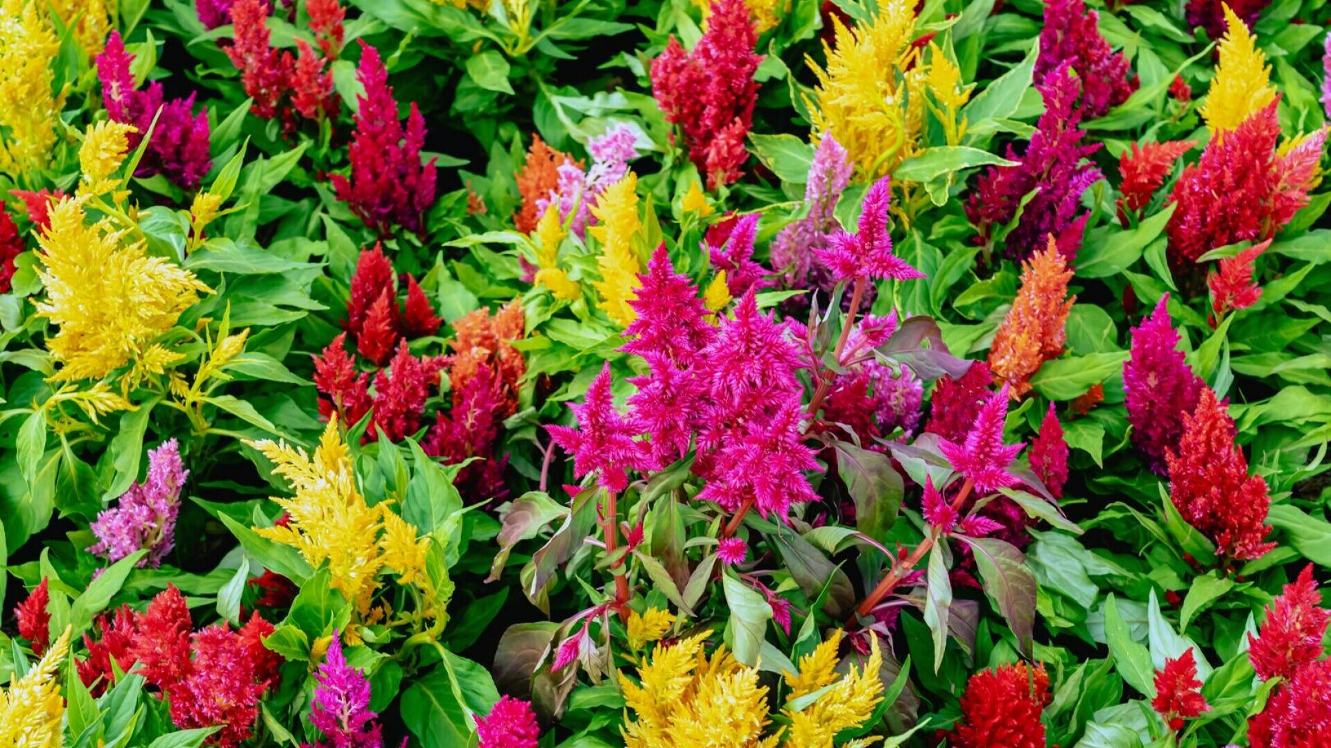 celosia