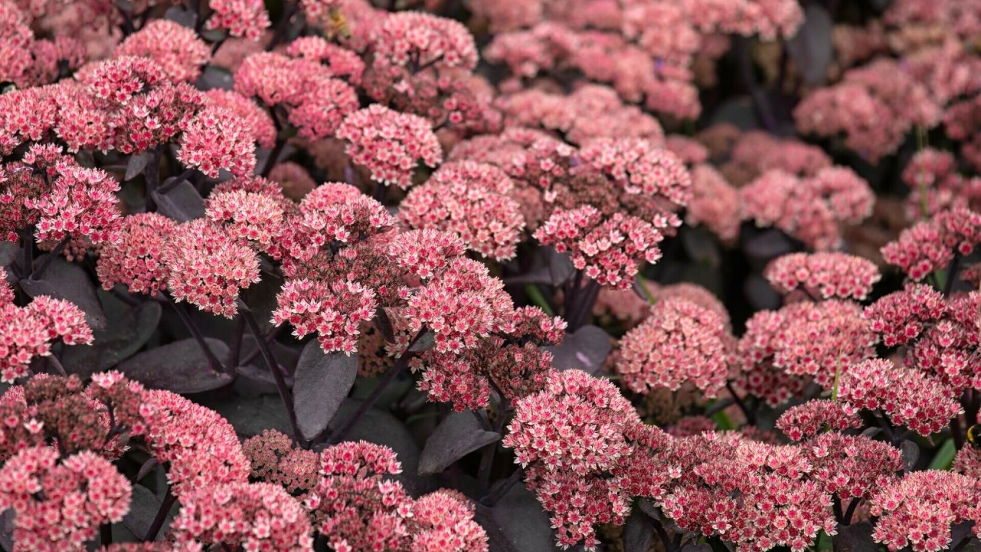 Sedum telephium