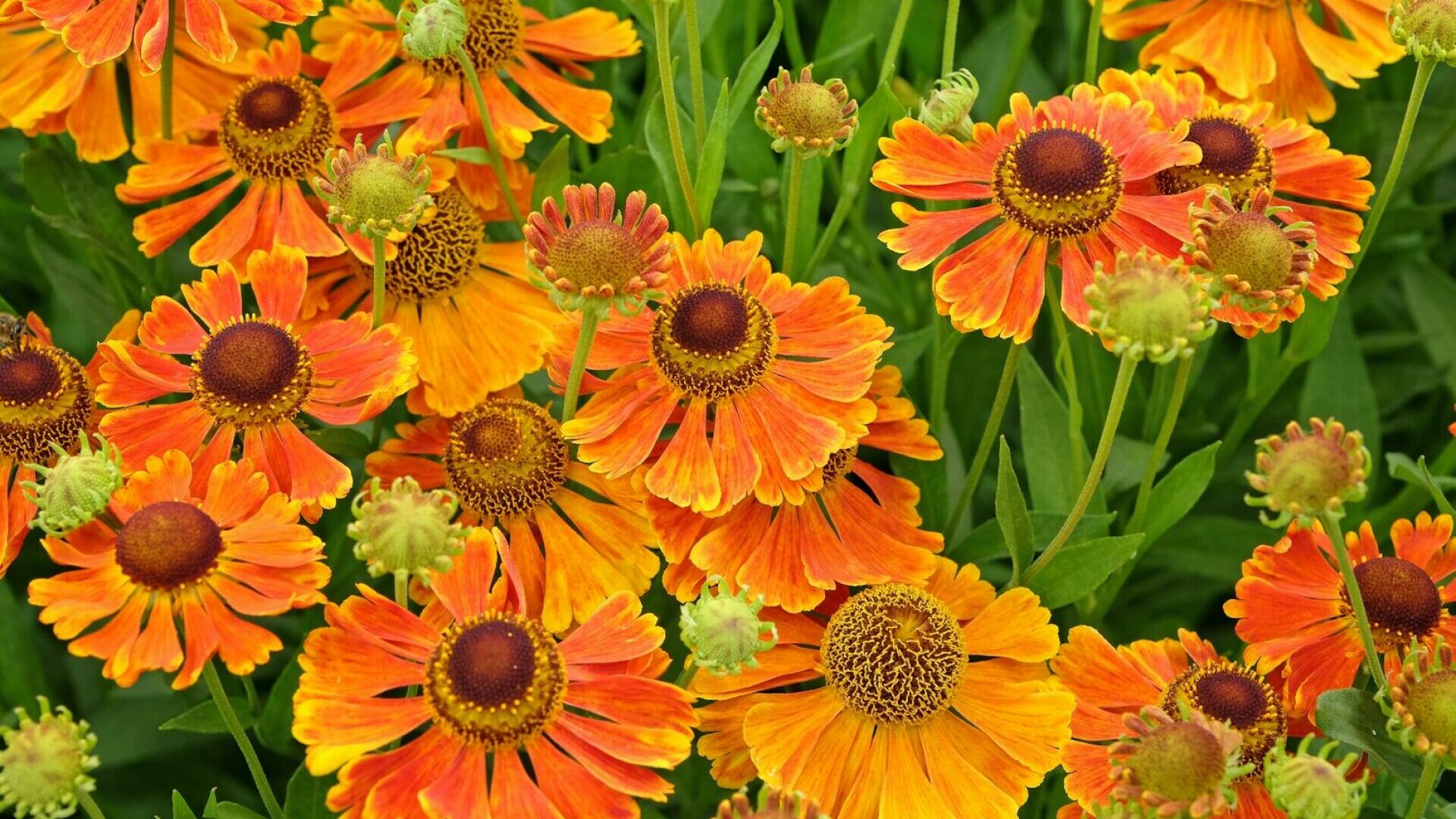 helenium