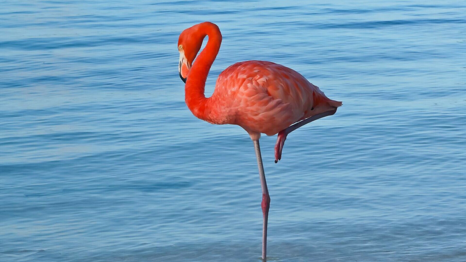 flamingo