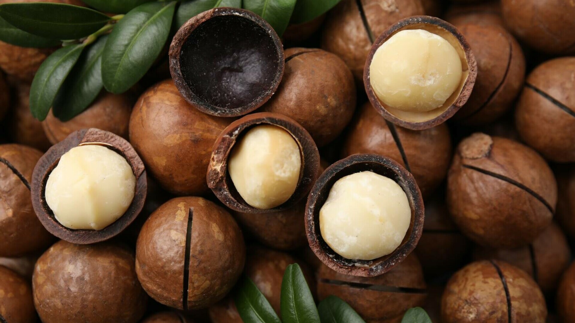 macadamia