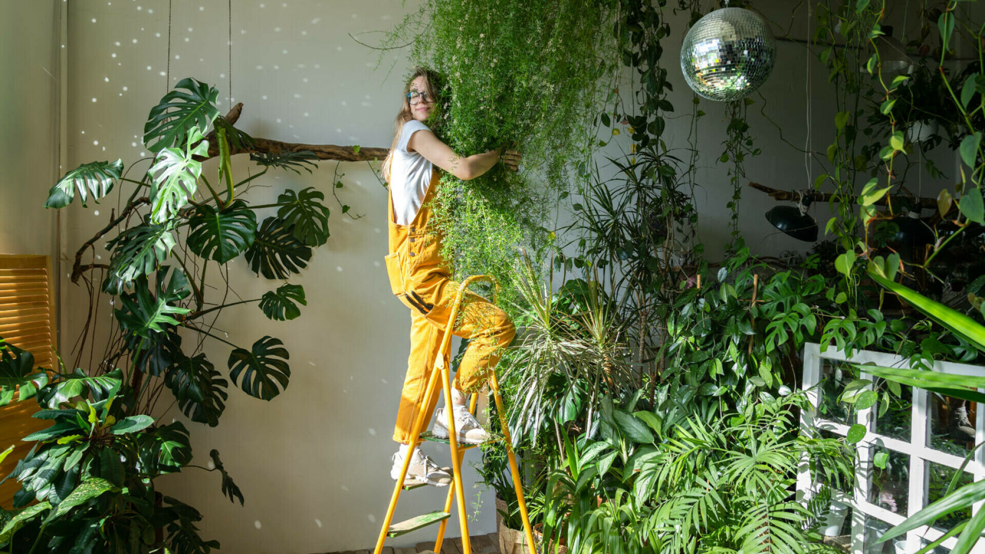 plante de apartament