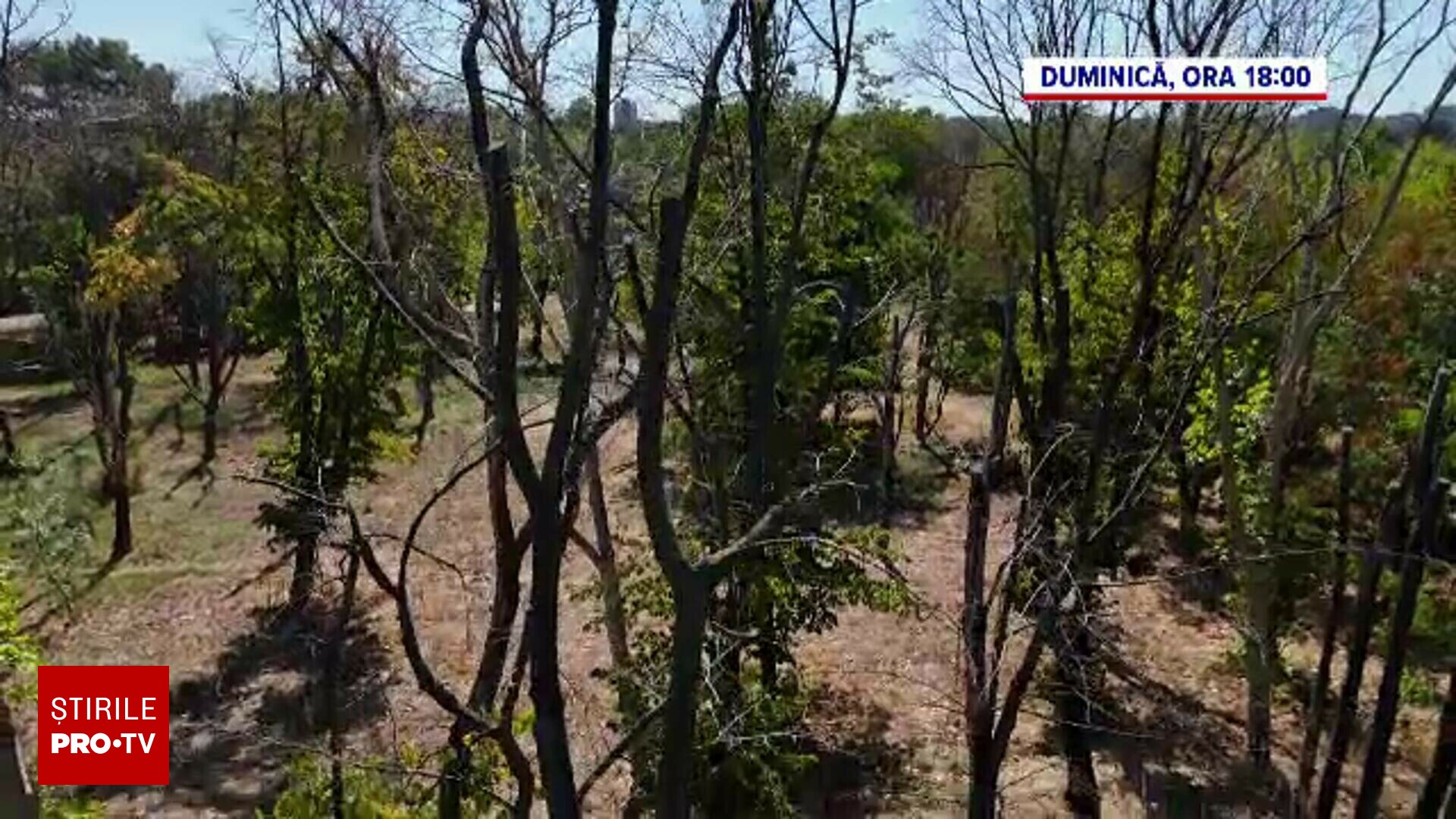 Mii de hectare de pădure, distruse de un gândac. Uscați de nepăsare - un reportaj ”România, te iubesc!”, duminică, la PRO TV