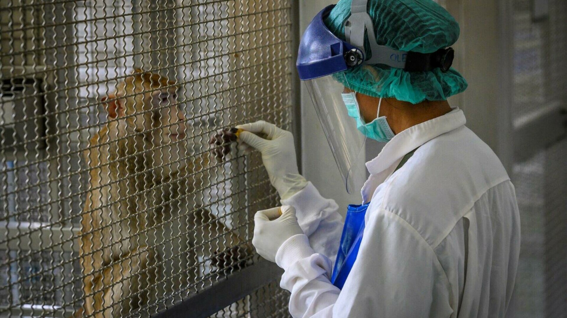 Mai multe maimuțe de laborator, purtătoare de boli, au scăpat în Mississippi. „Primatele aparțin unei alte entități”