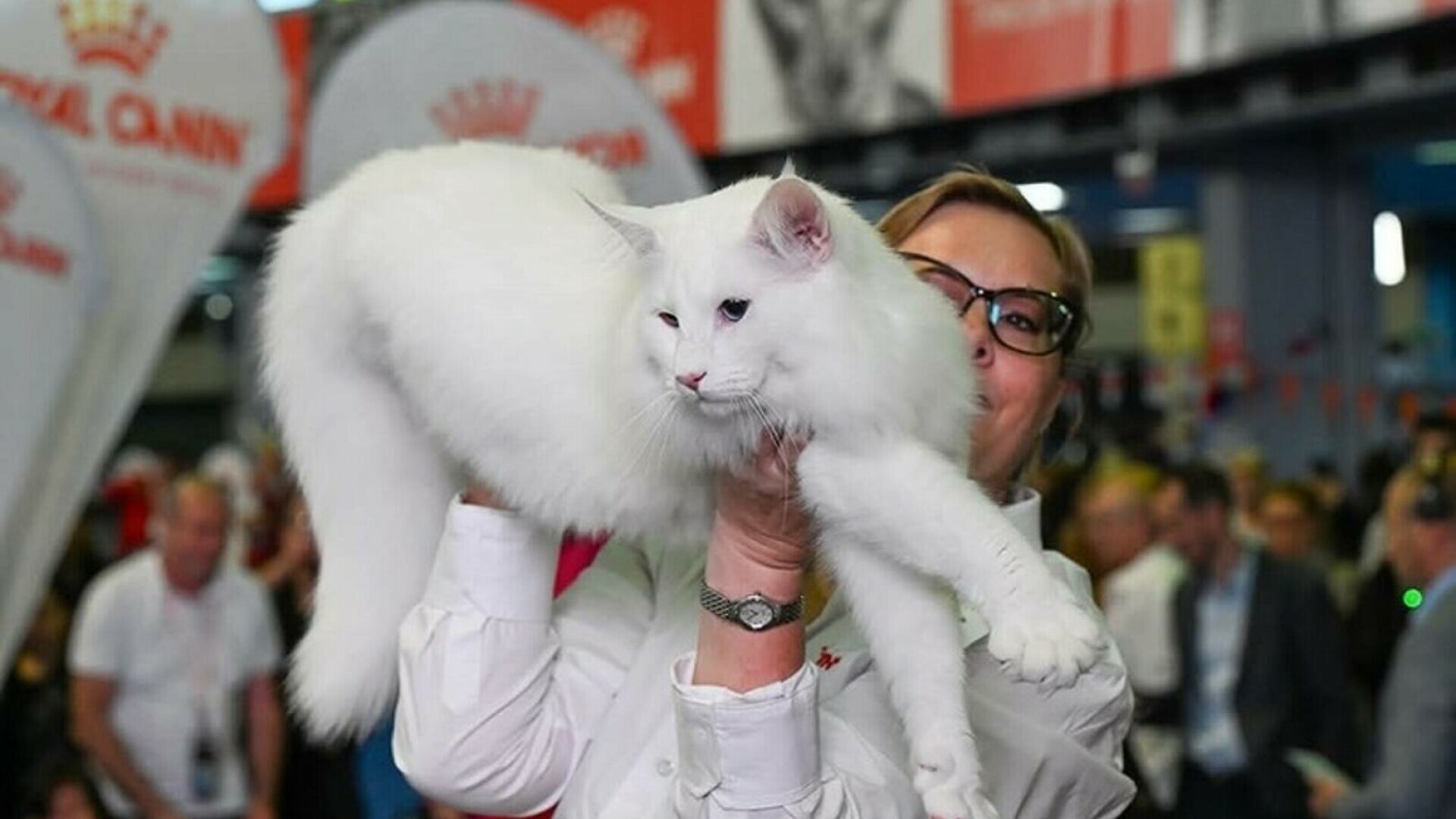 Trei pisici din România, declarate cele mai frumoase din lume la Campionatul Mondial Felin 2025