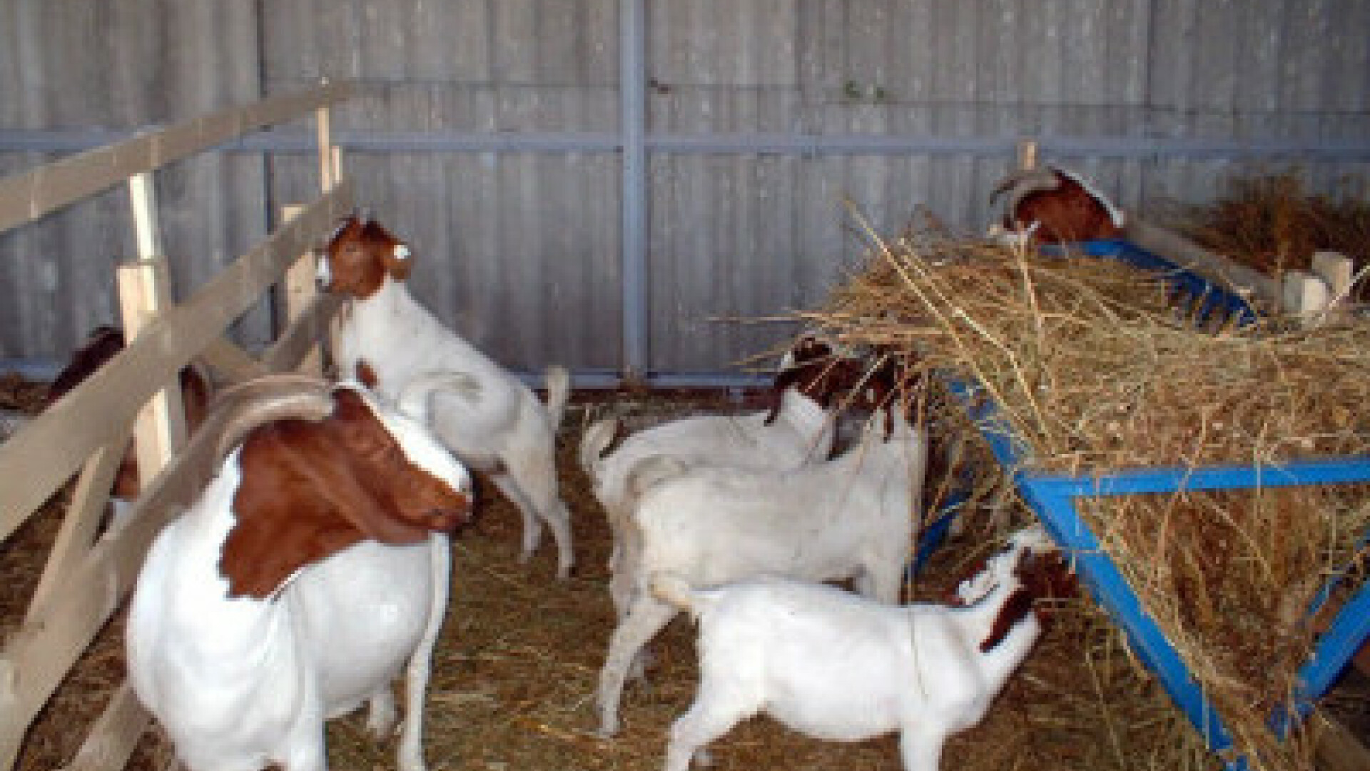 12 capre, eliberate din arest de Ministerul Justitiei din Congo