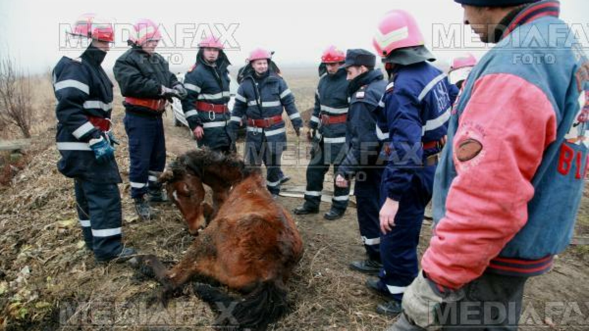 Animalele abandonate continua sa fie victimele nepasarii stapanilor lor