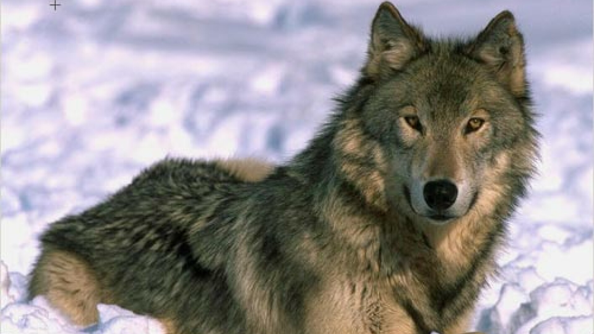 Un plan de ucidere a peste o suta de lupi starneste controverse in Spania