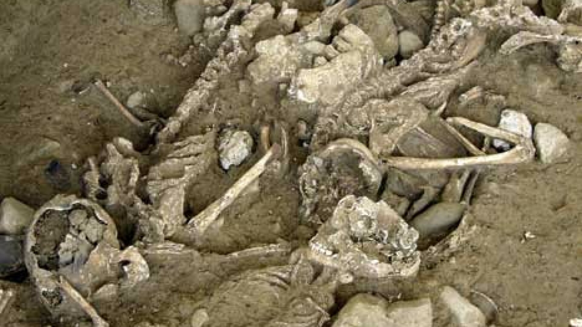 Arheologii sustin ca helvetii ar fi putut fi canibali