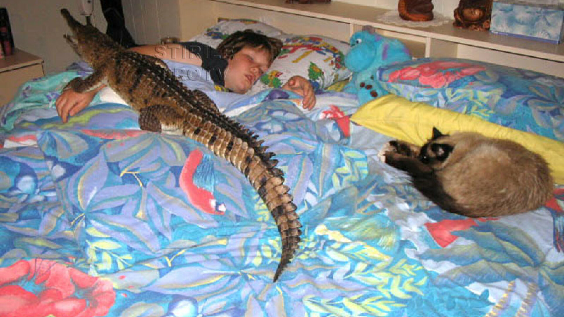 Sta in casa cu trei crocodili! Uite-l pe unul cum doarme in pat cu fiul ei!