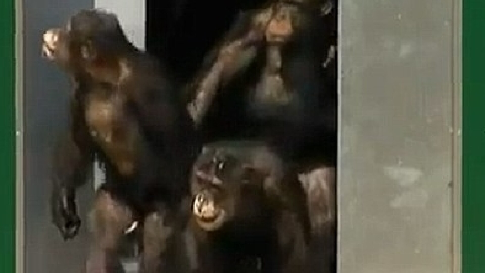 Cimpanzei liberi