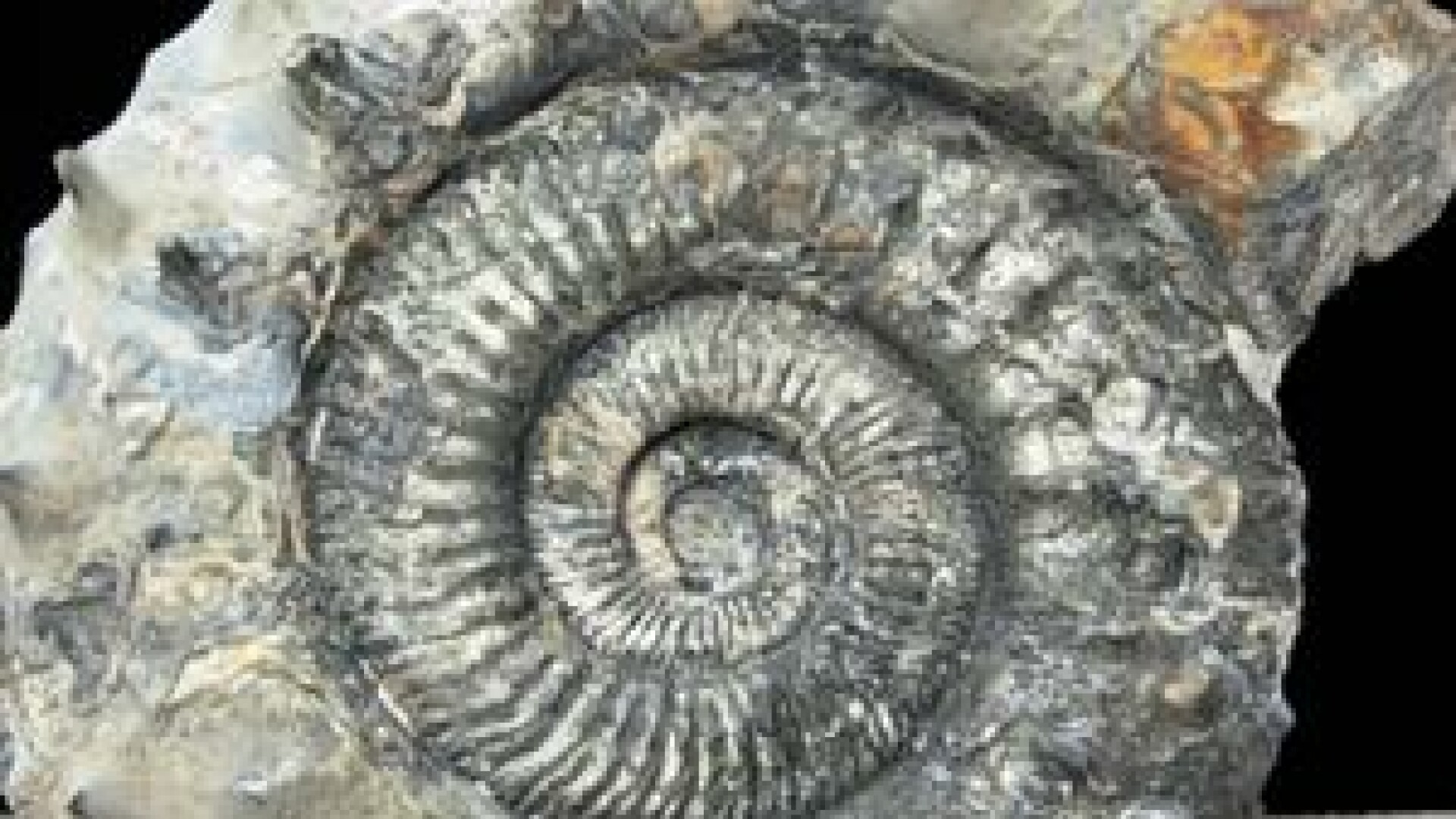 fosila