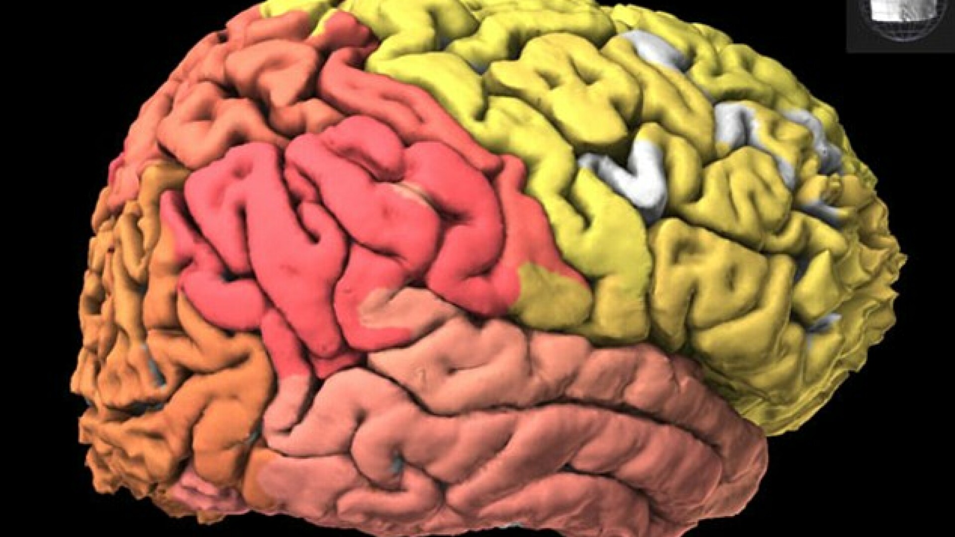 Atlas al creierului