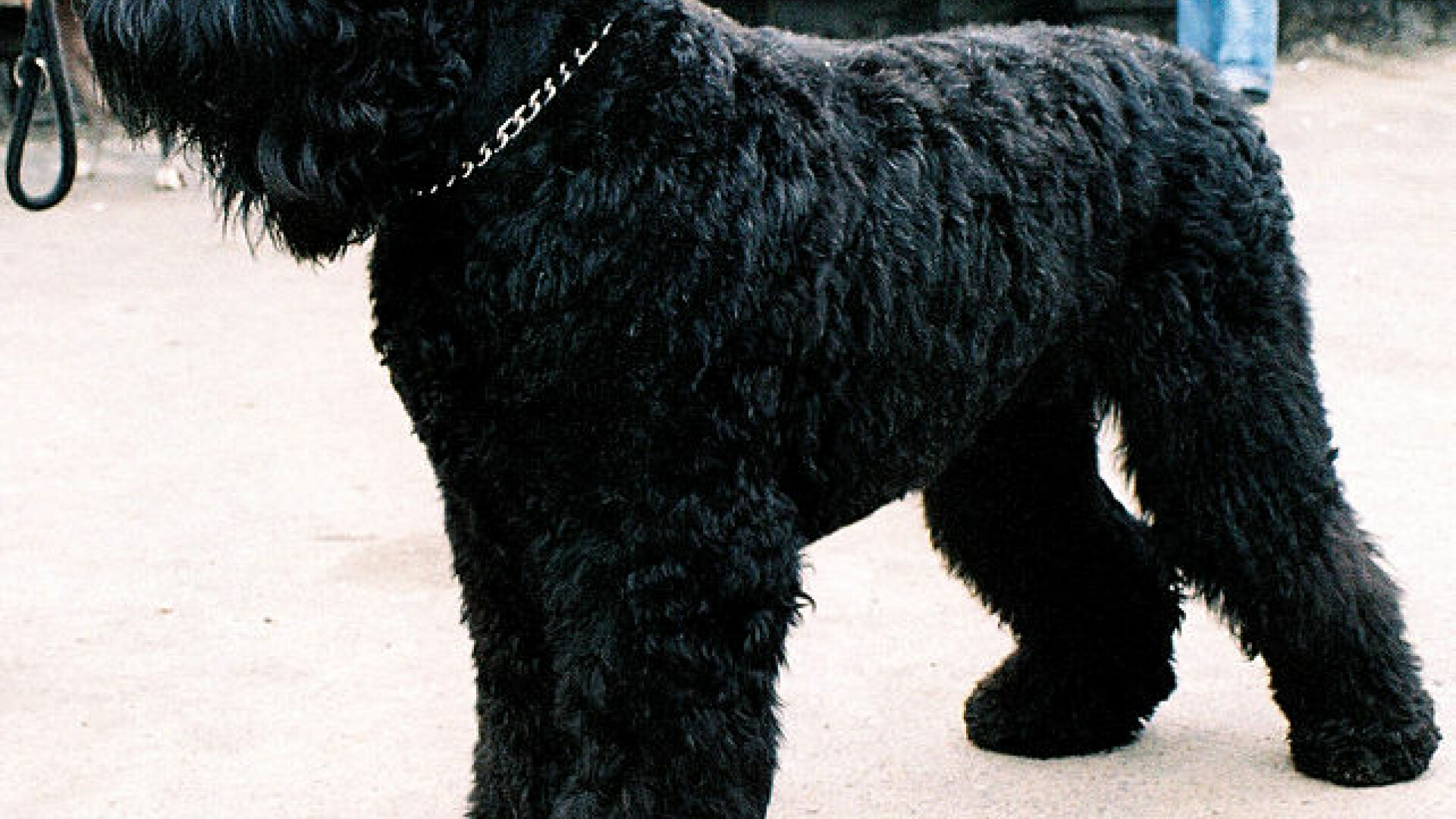 Terrier negru rusesc