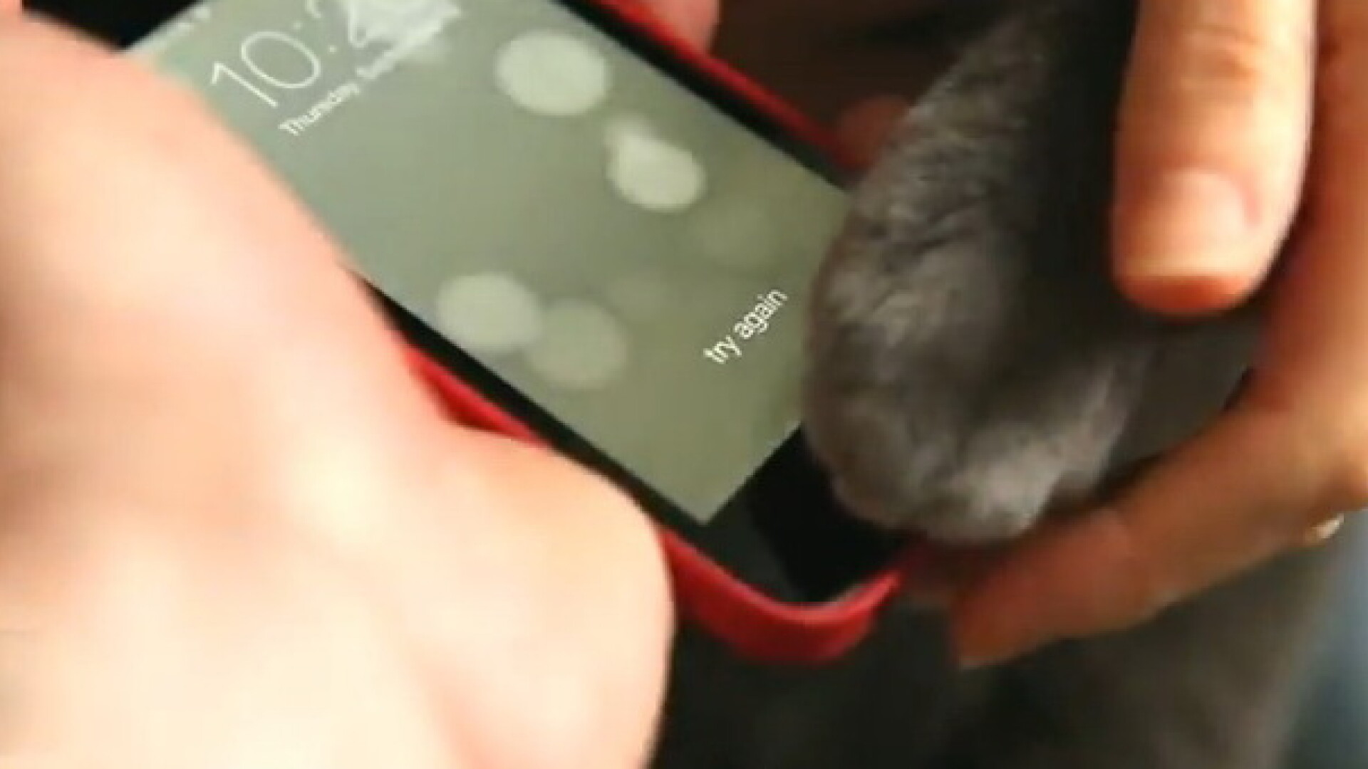 iPhone 5S pisica