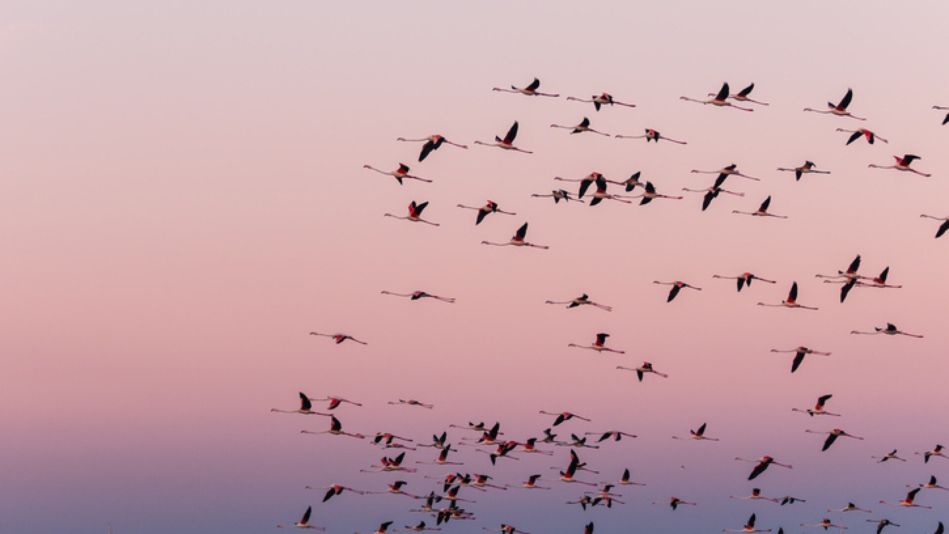 pasari flamingo in zbor