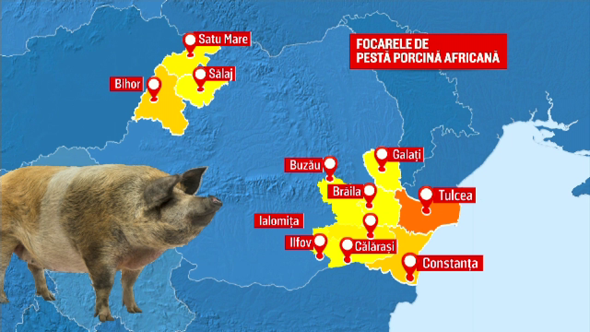 pesta porcina, despagubiri, animale,