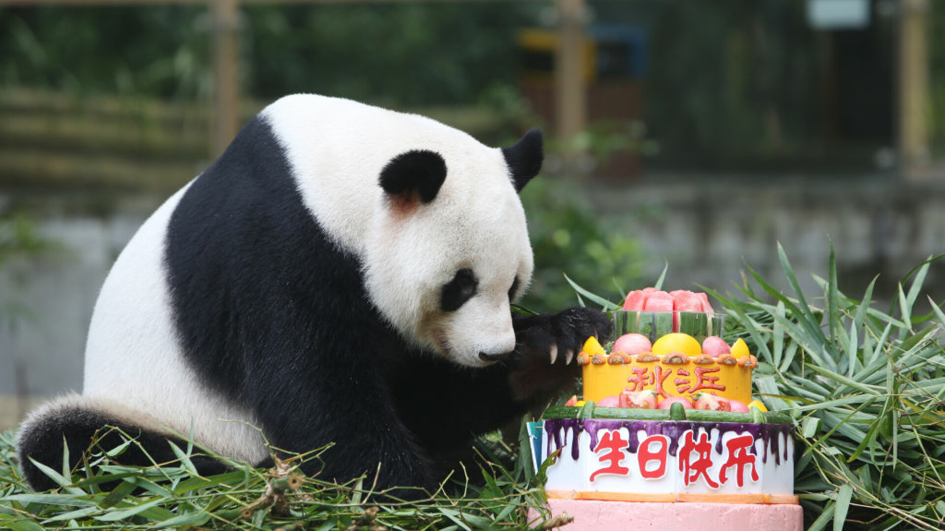 Ursul panda gigant Qiu Bang și-a sărbătorit ziua de naștere în Parcul Safari din Shenzhen