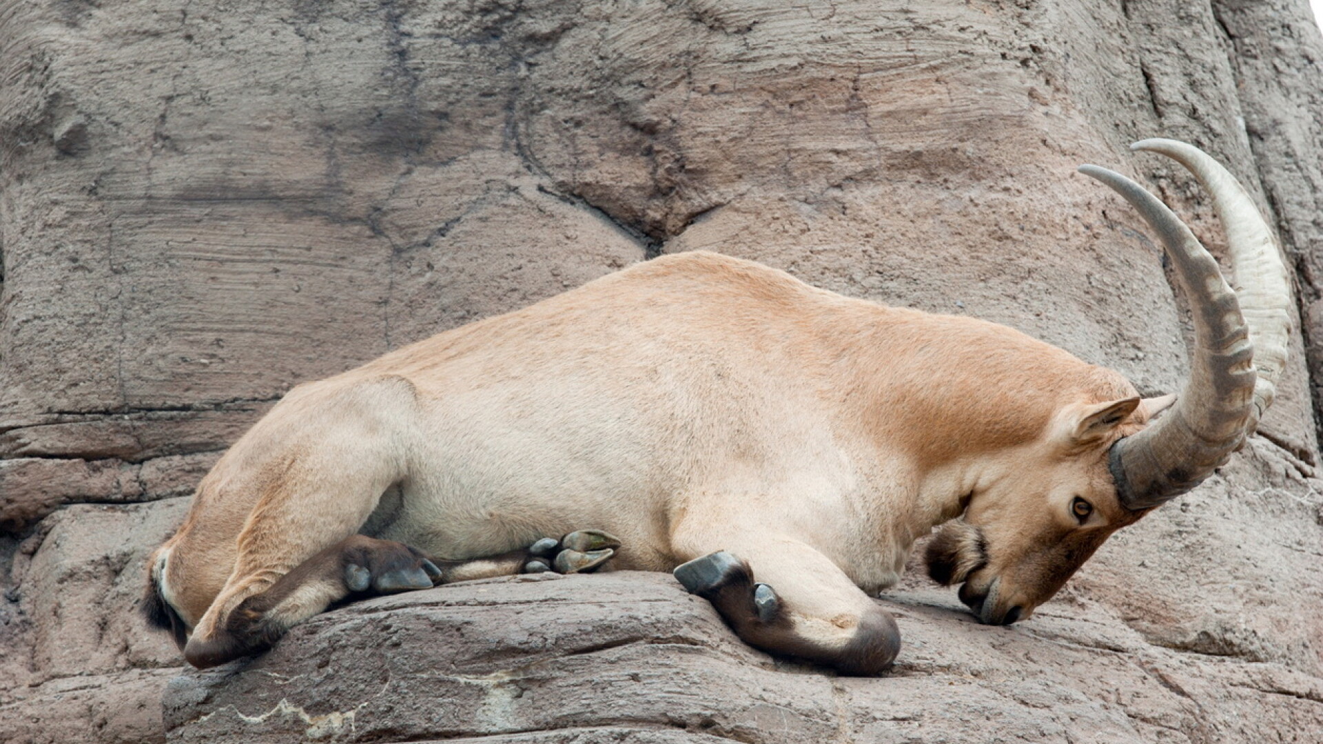 ibex caucazian