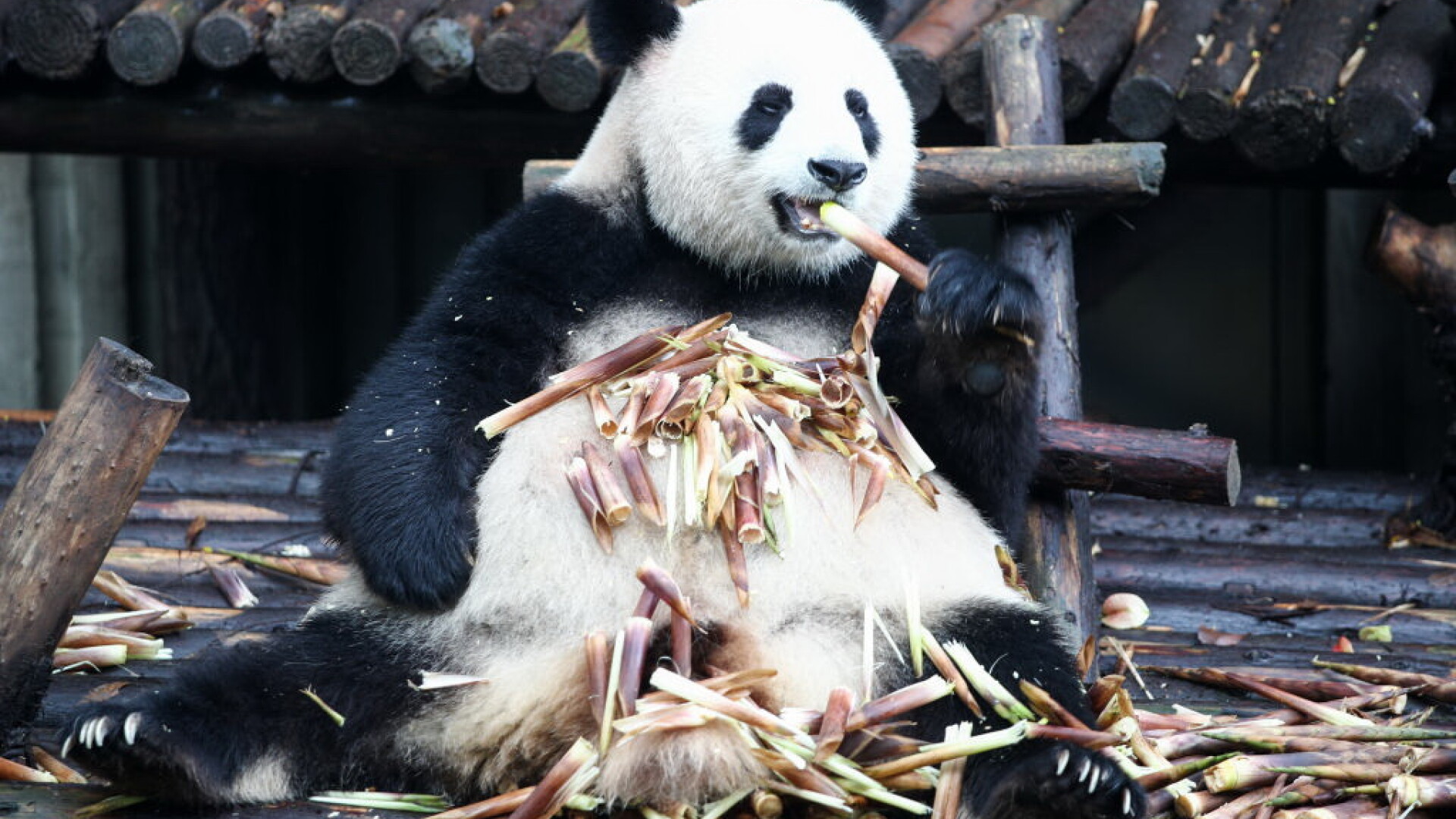 Un panda uriaș mănâncă bambus