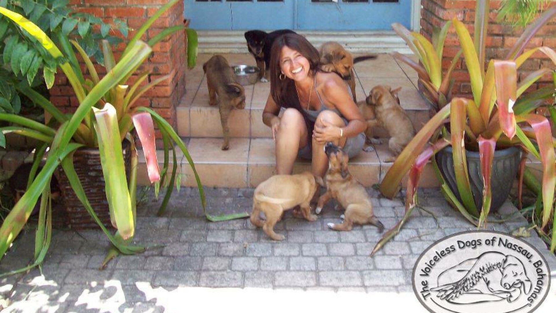 100 de câini, salvați de o femeie din calea uraganului Dorian