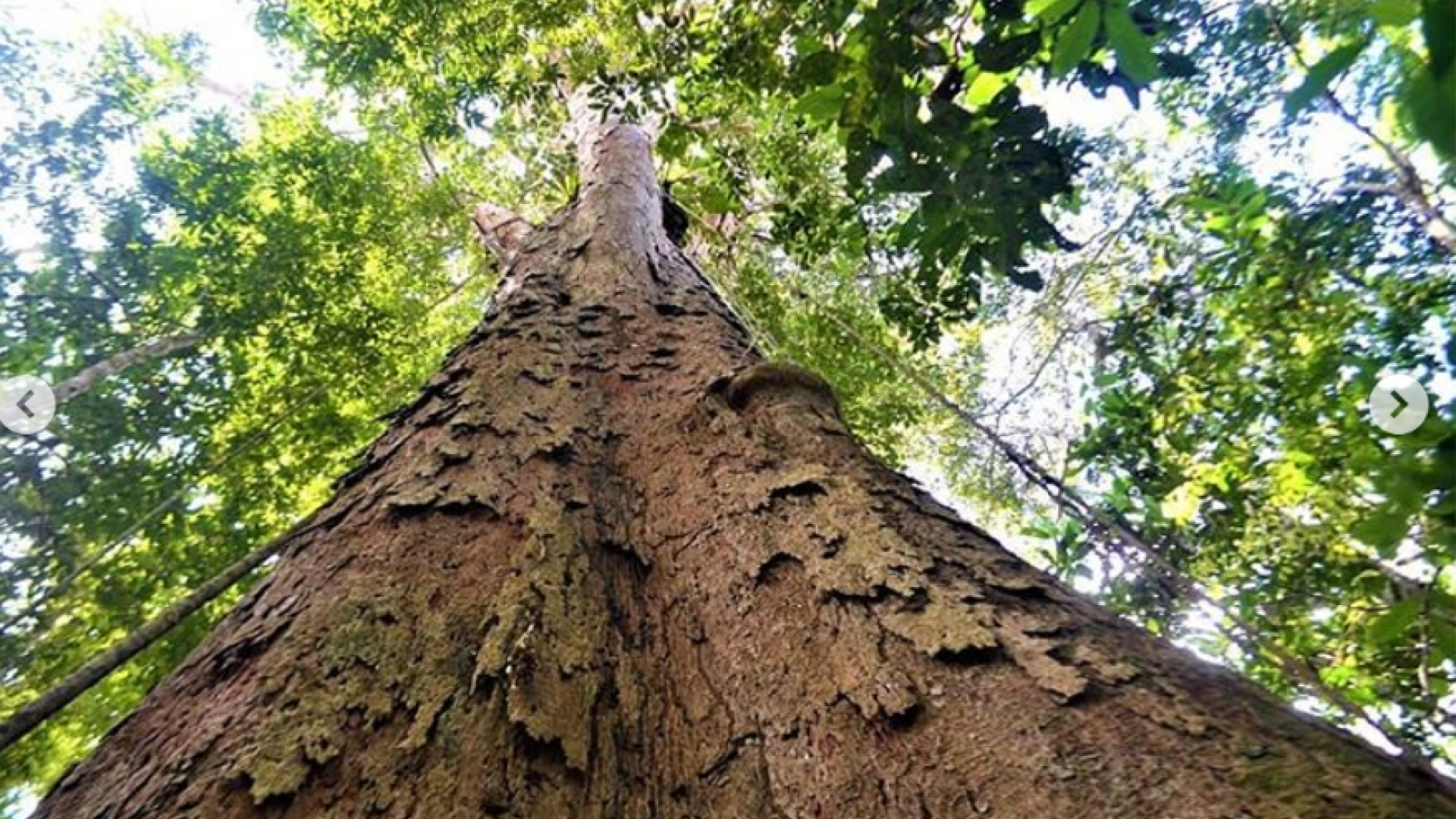 cel mai înalt copac din pădurea amazonuluiC