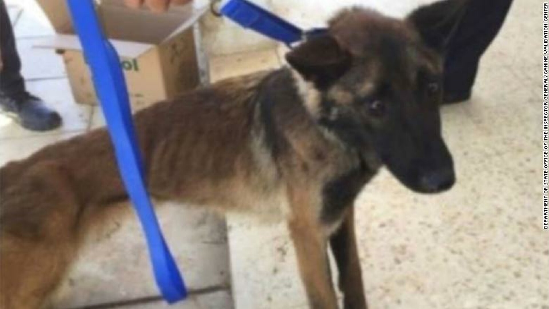 În ce stare au ajuns câinii militari trimiși de SUA în Iordania