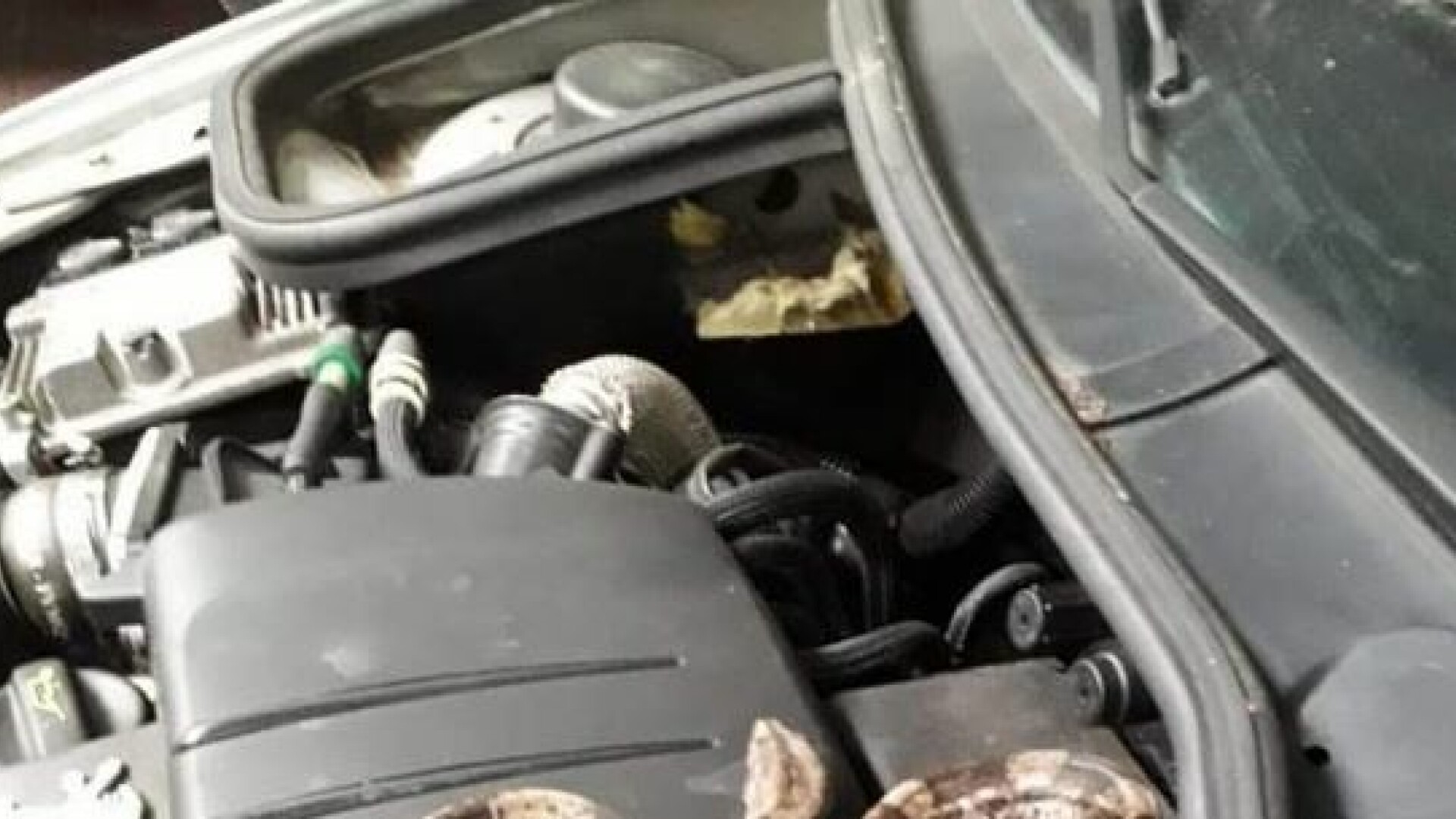 Descoperirea șocantă făcută de un mecanic din Franța sub capota unei mașini