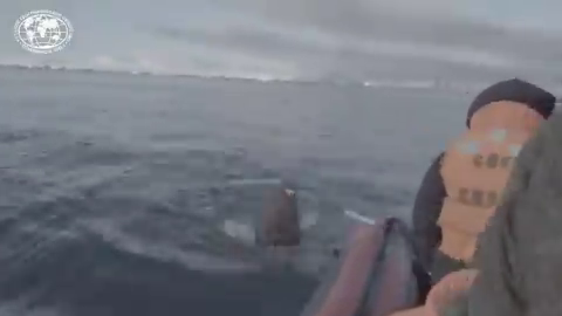 Momentul în care o morsă atacă și scufundă o salupă pneumatică rusească