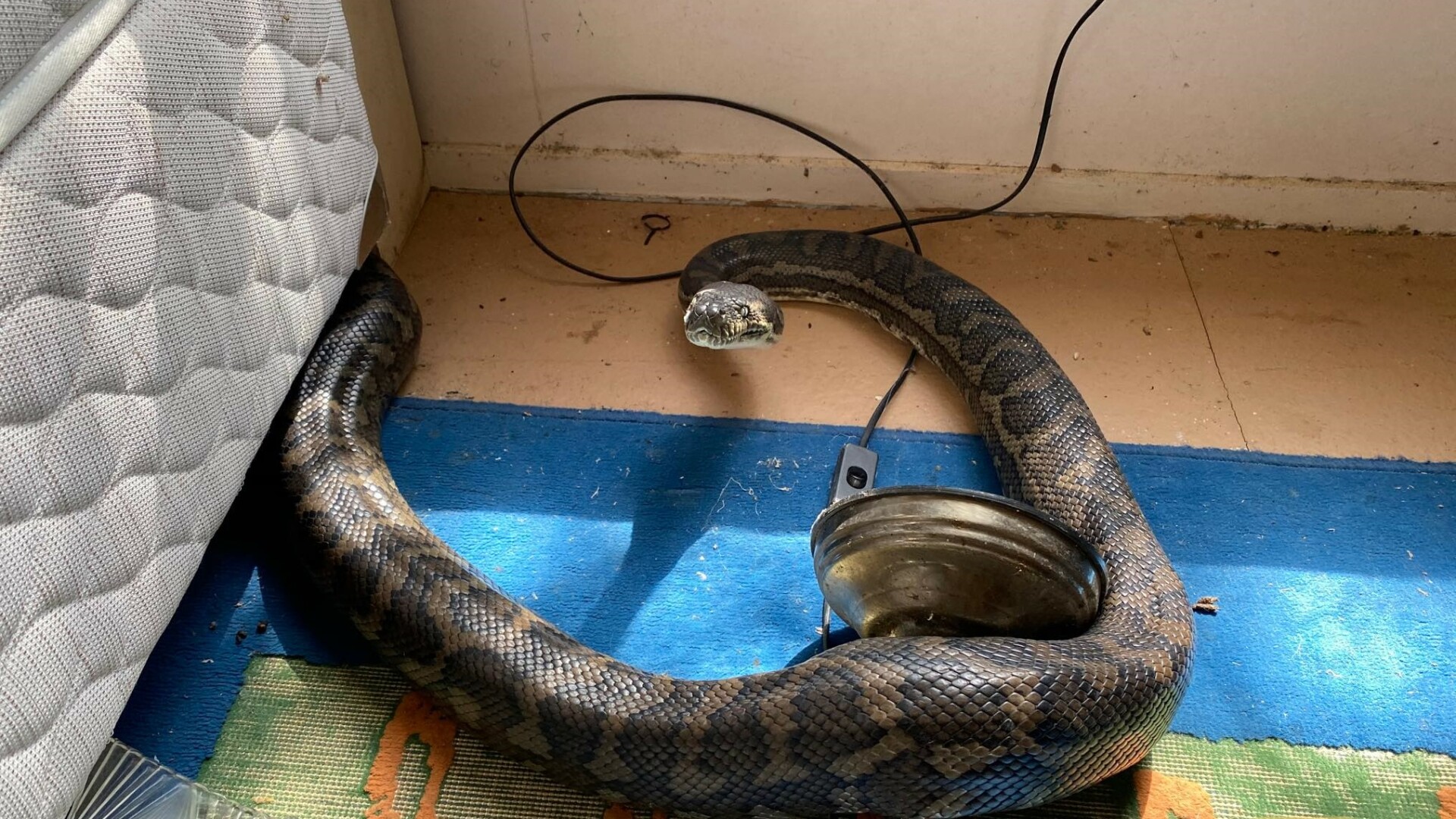 Descoperire de coșmar. Trei șerpi uriași i-au distrus casa după ce tavanul s-a rupt sub greutatea lor