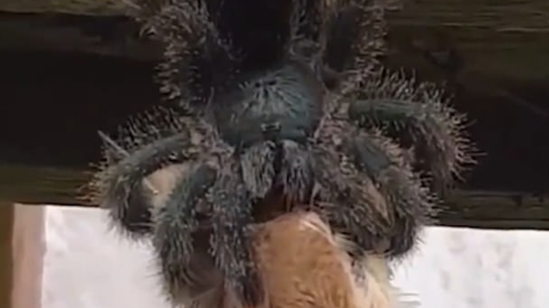 tarantula