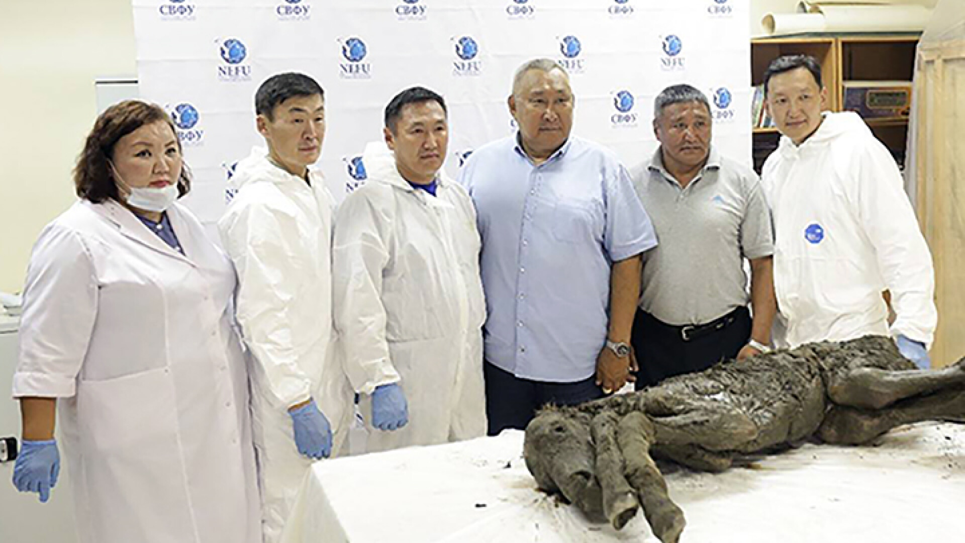 Descoperire de senzație: primul urs de peșteră perfect conservat, găsit în Siberia