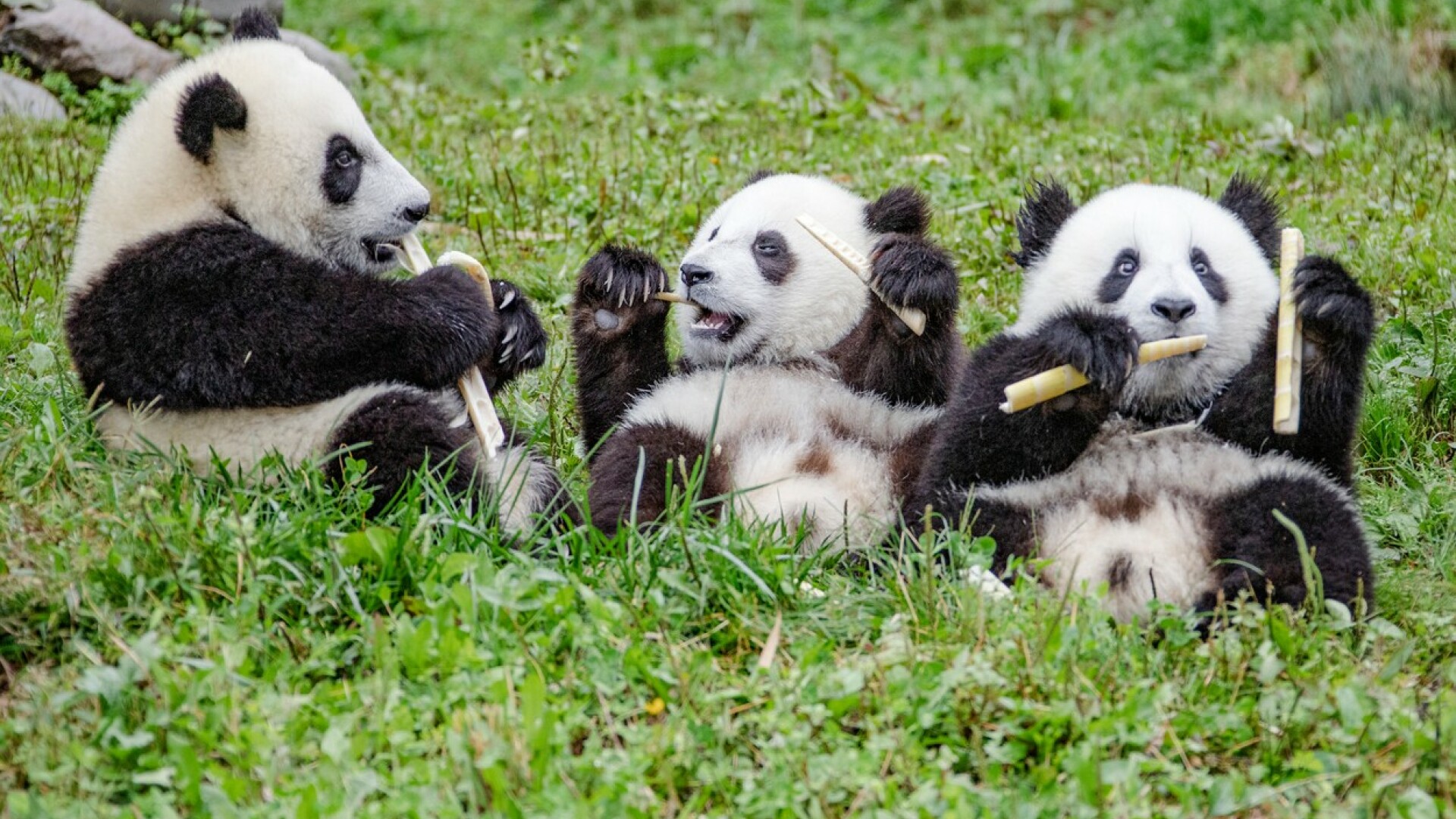 Petrecere la un centru de conservare a urşilor panda din provincia chineză Sichuan